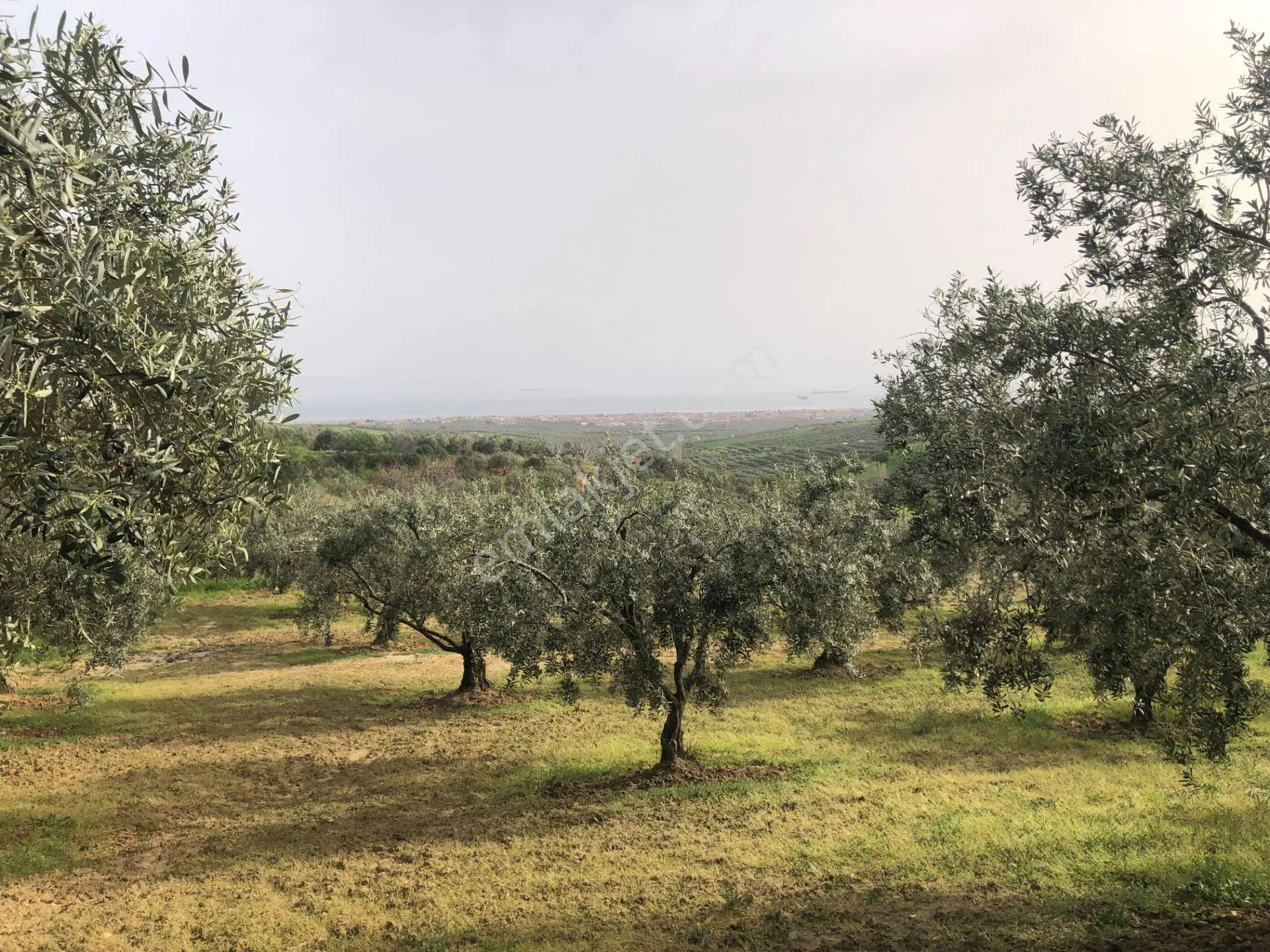 Şarköyde Işık Emlaktan İğdebağları Mah De 4477 M2 Zeytinlik - Görsel 2