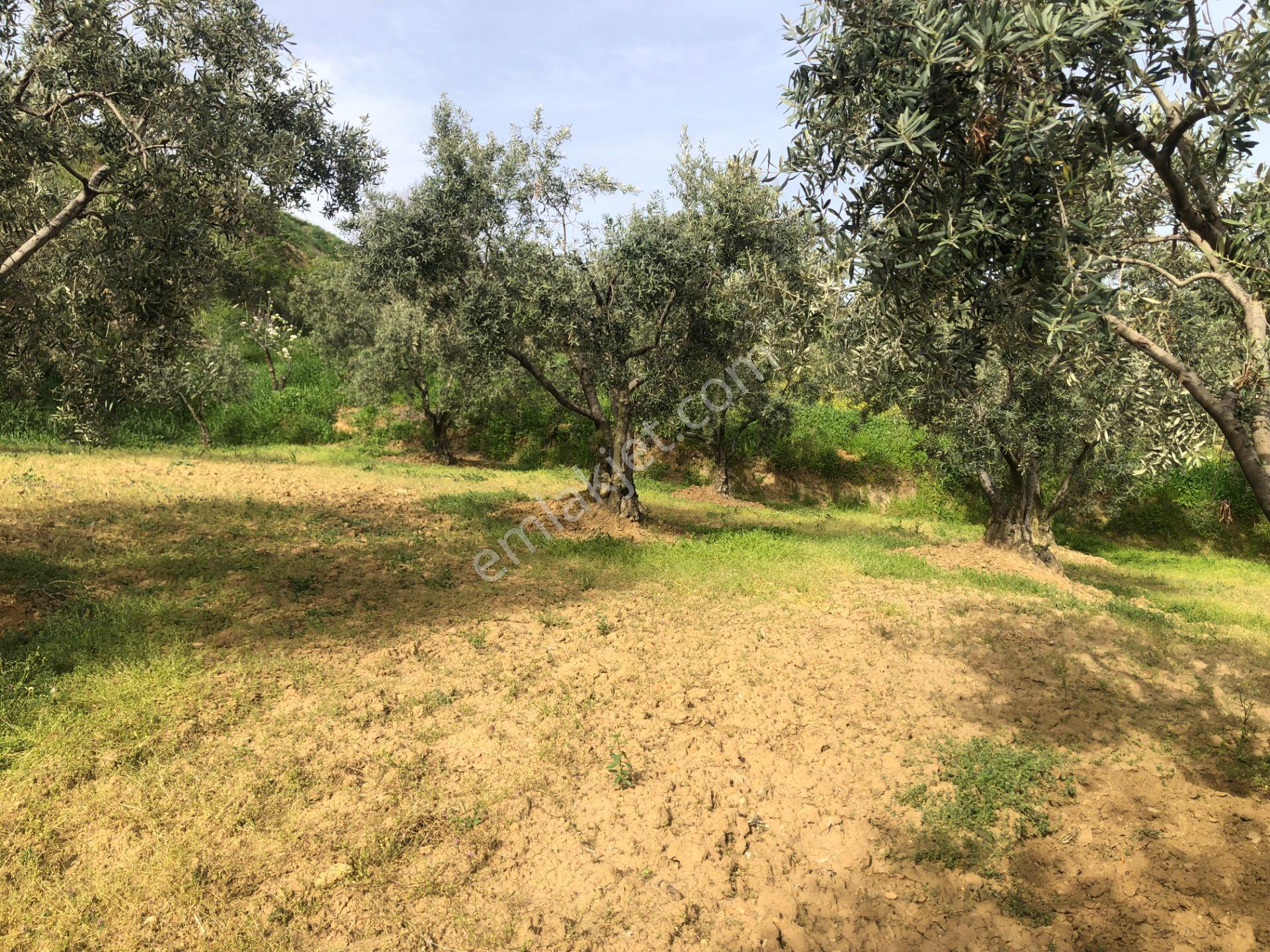 Şarköyde Işık Emlaktan İğdebağları Mah De 4477 M2 Zeytinlik - Görsel 9