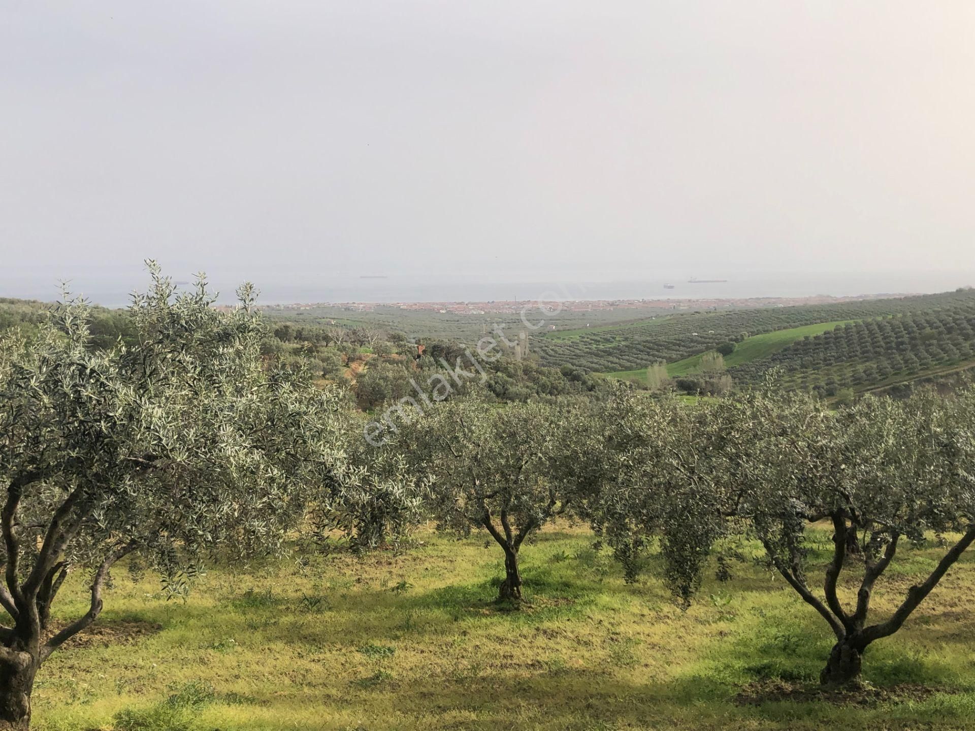 Şarköy İğdebağları Satılık Zeytinlik Şarköyde Işık Emlaktan İğdebağları Mah De 4477 M2 Zeytinlik