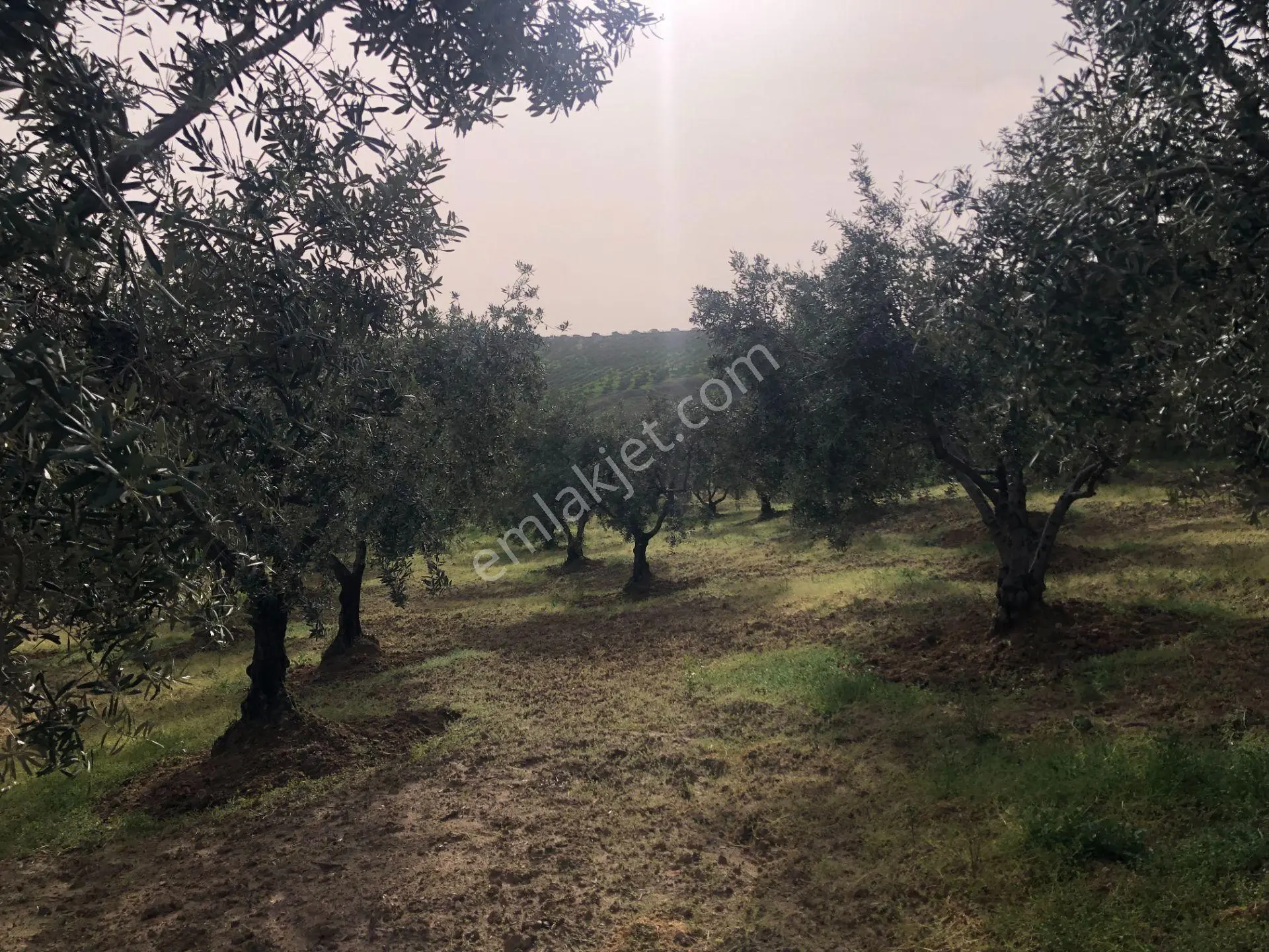 Şarköyde Işık Emlaktan İğdebağları Mah De 4477 M2 Zeytinlik - Görsel 4