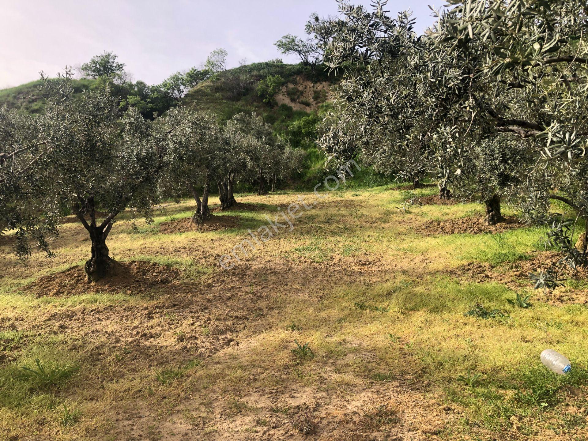 Şarköyde Işık Emlaktan İğdebağları Mah De 4477 M2 Zeytinlik - Görsel 6