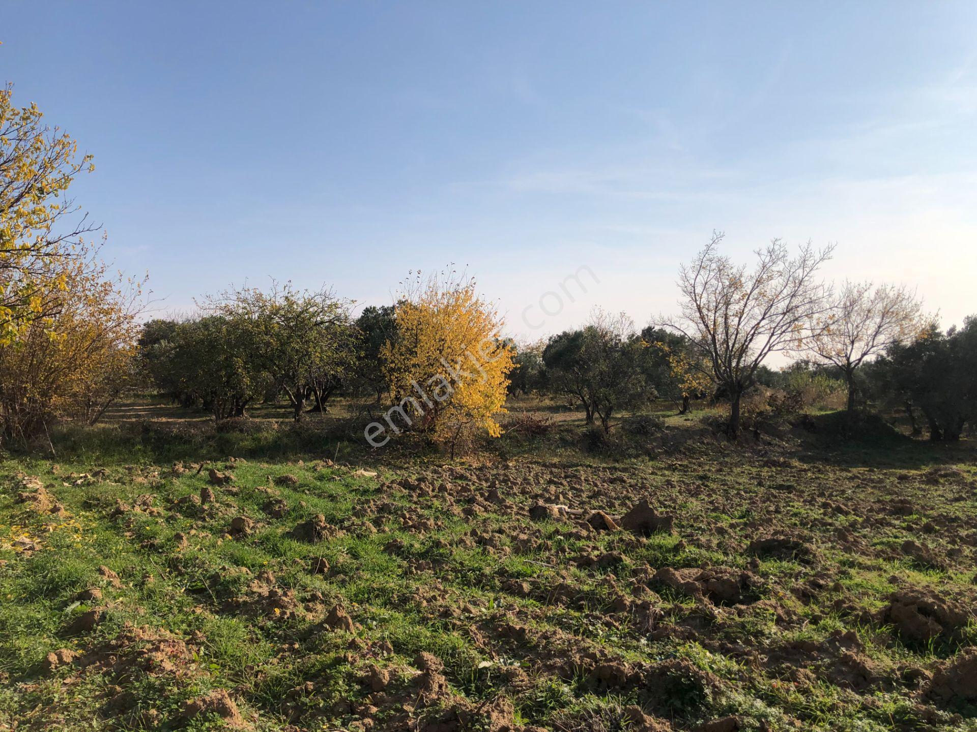 Şarköy De Işıık Emlaktan İğdebağları Mah De 2550 M2 Tarla - Görsel 15