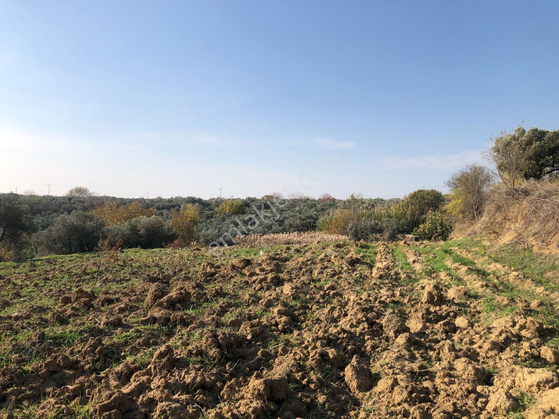 Şarköy De Işıık Emlaktan İğdebağları Mah De 2550 M2 Tarla - Görsel 9