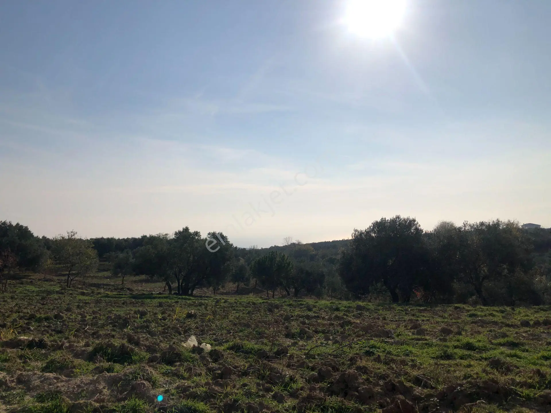 Şarköy De Işıık Emlaktan İğdebağları Mah De 2550 M2 Tarla - Görsel 3