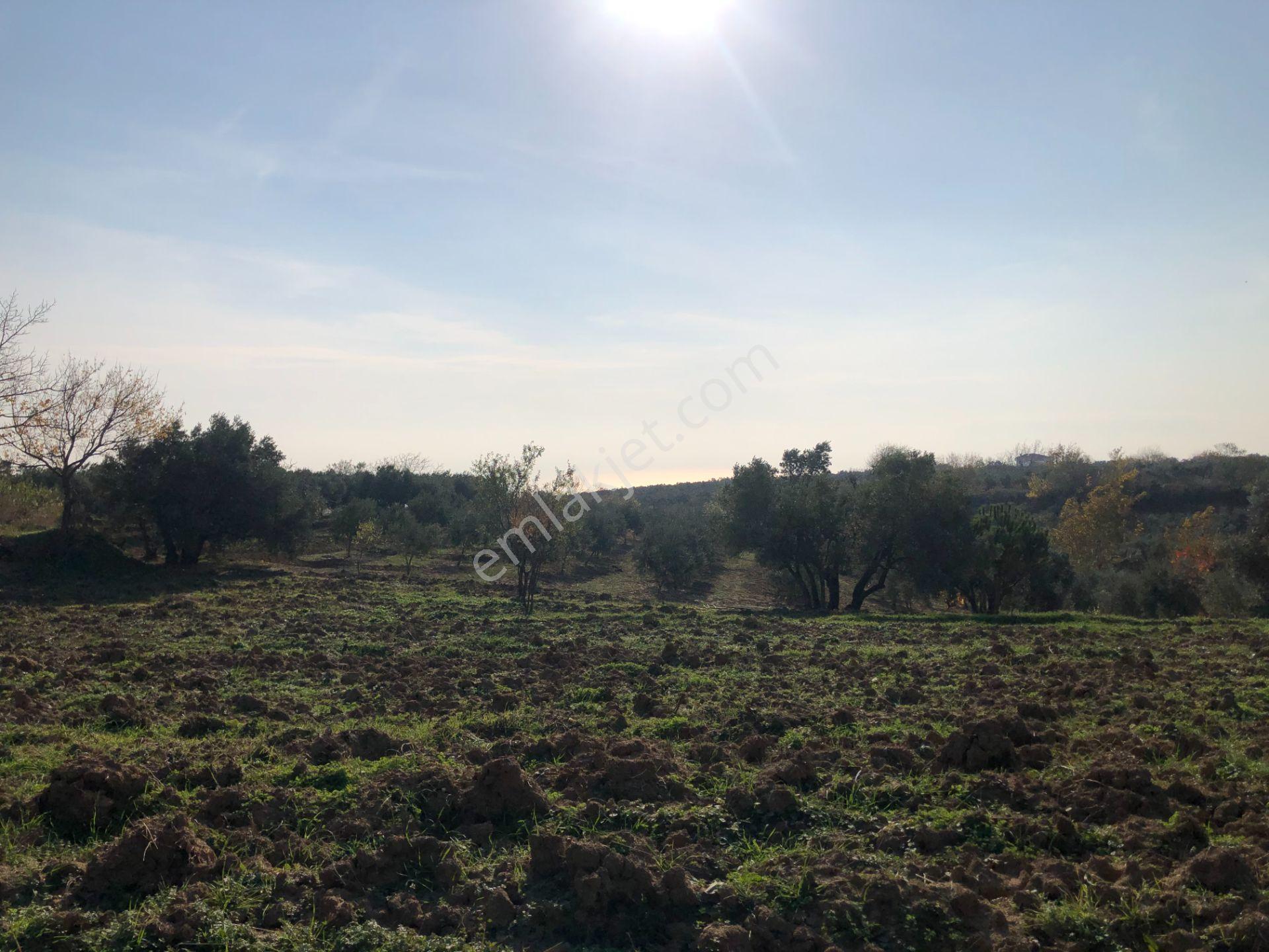 Şarköy De Işıık Emlaktan İğdebağları Mah De 2550 M2 Tarla - Görsel 7
