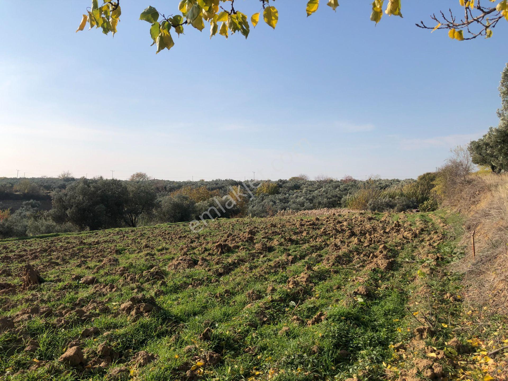 Şarköy De Işıık Emlaktan İğdebağları Mah De 2550 M2 Tarla - Görsel 6