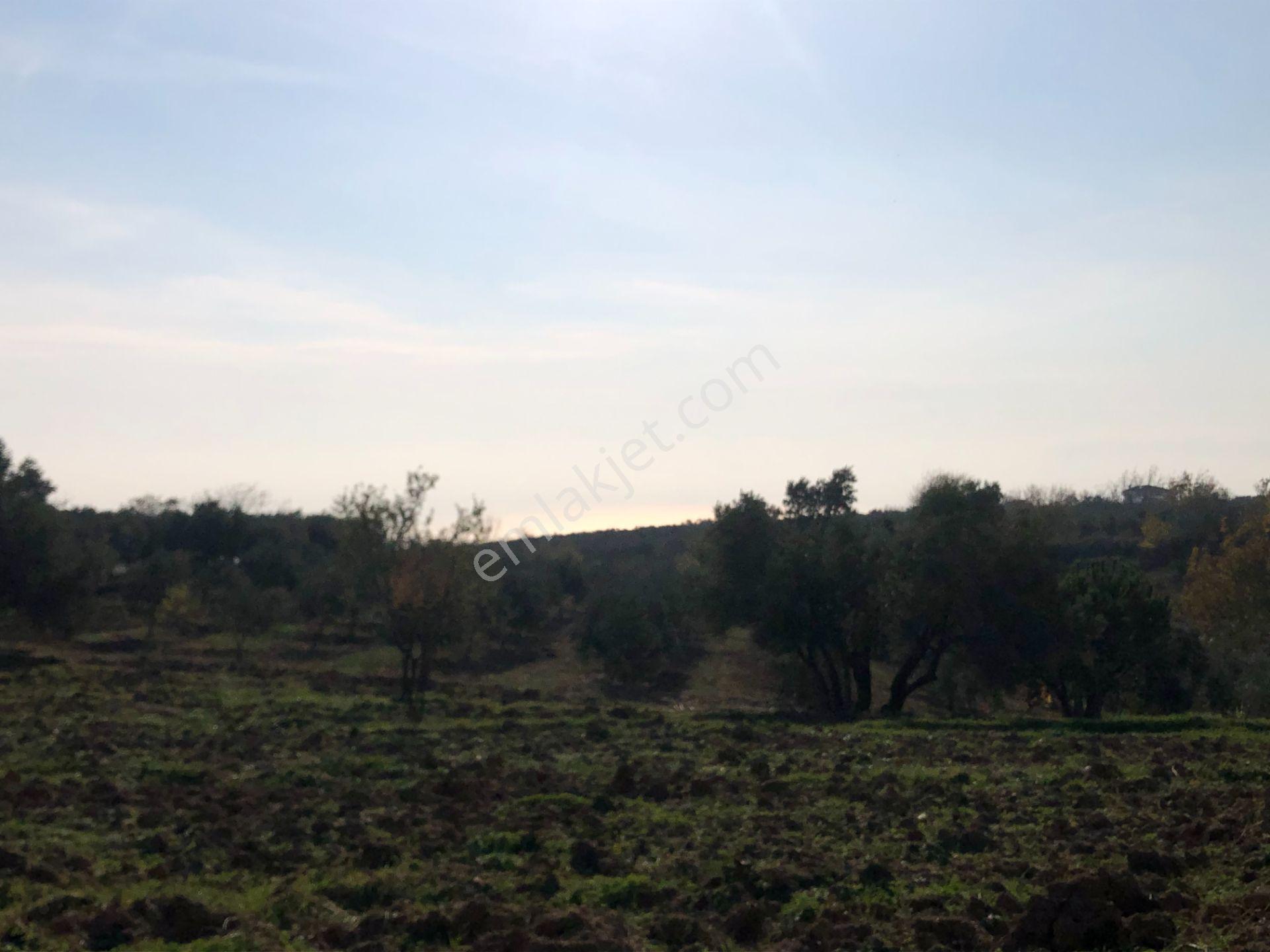 Şarköy De Işıık Emlaktan İğdebağları Mah De 2550 M2 Tarla - Görsel 4