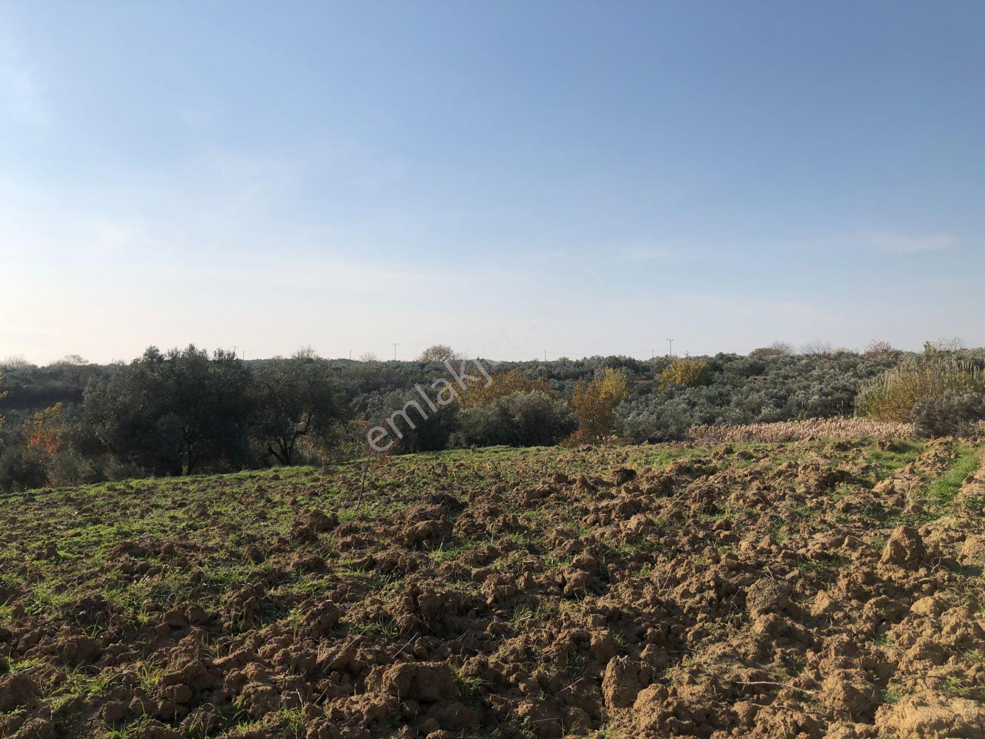 Şarköy De Işıık Emlaktan İğdebağları Mah De 2550 M2 Tarla - Görsel 12