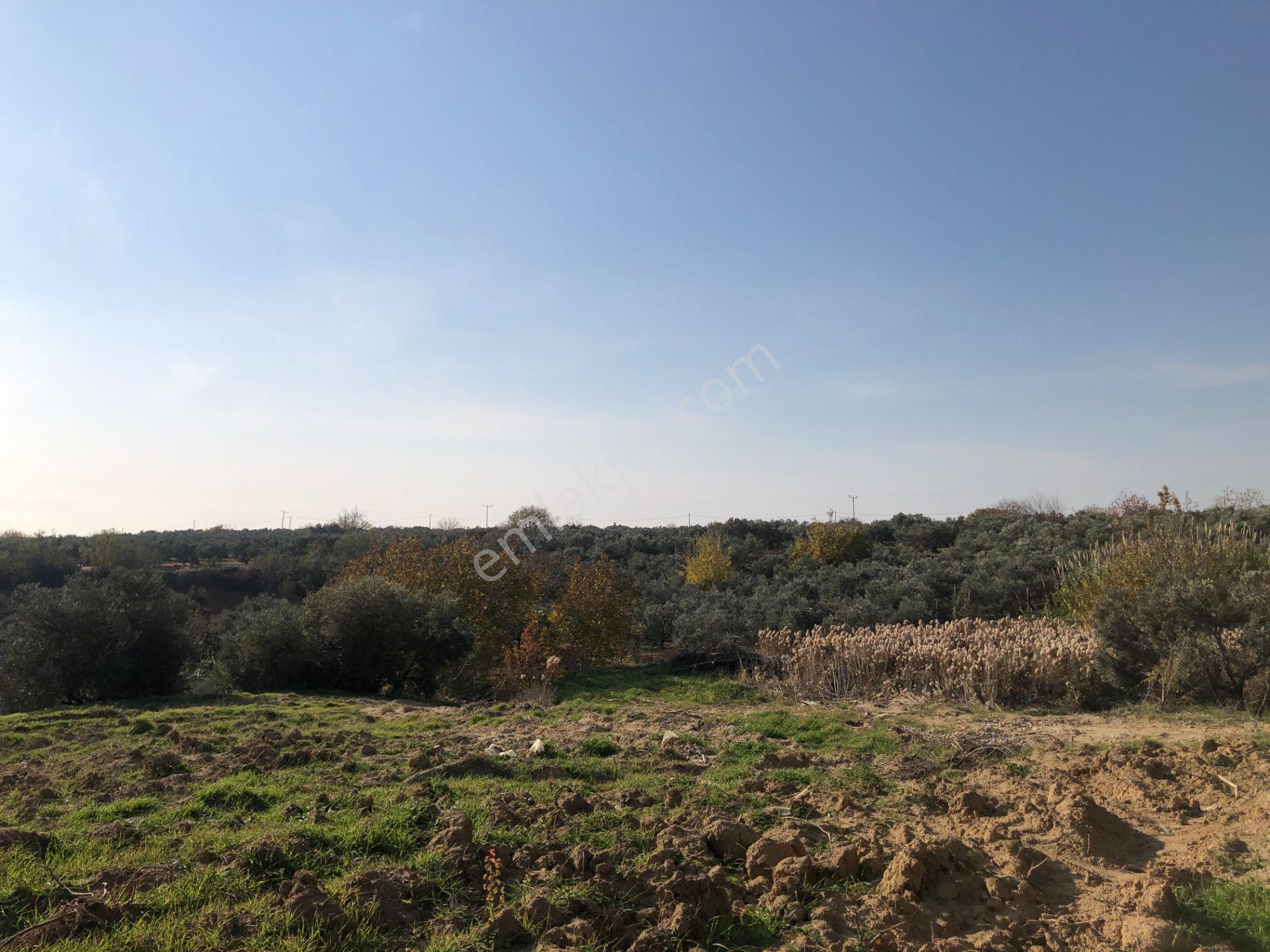 Şarköy De Işıık Emlaktan İğdebağları Mah De 2550 M2 Tarla - Görsel 10