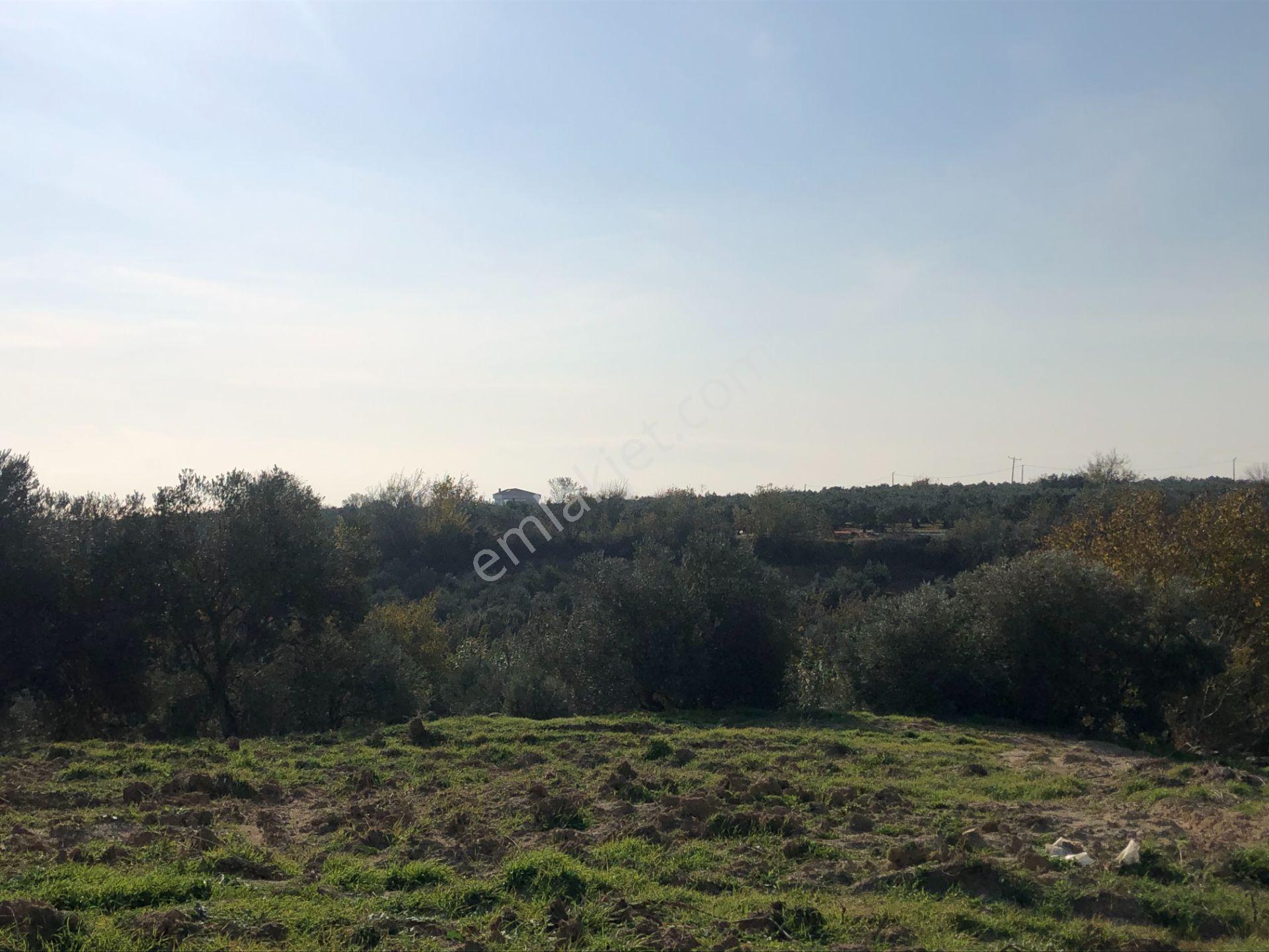 Şarköy De Işıık Emlaktan İğdebağları Mah De 2550 M2 Tarla - Görsel 11