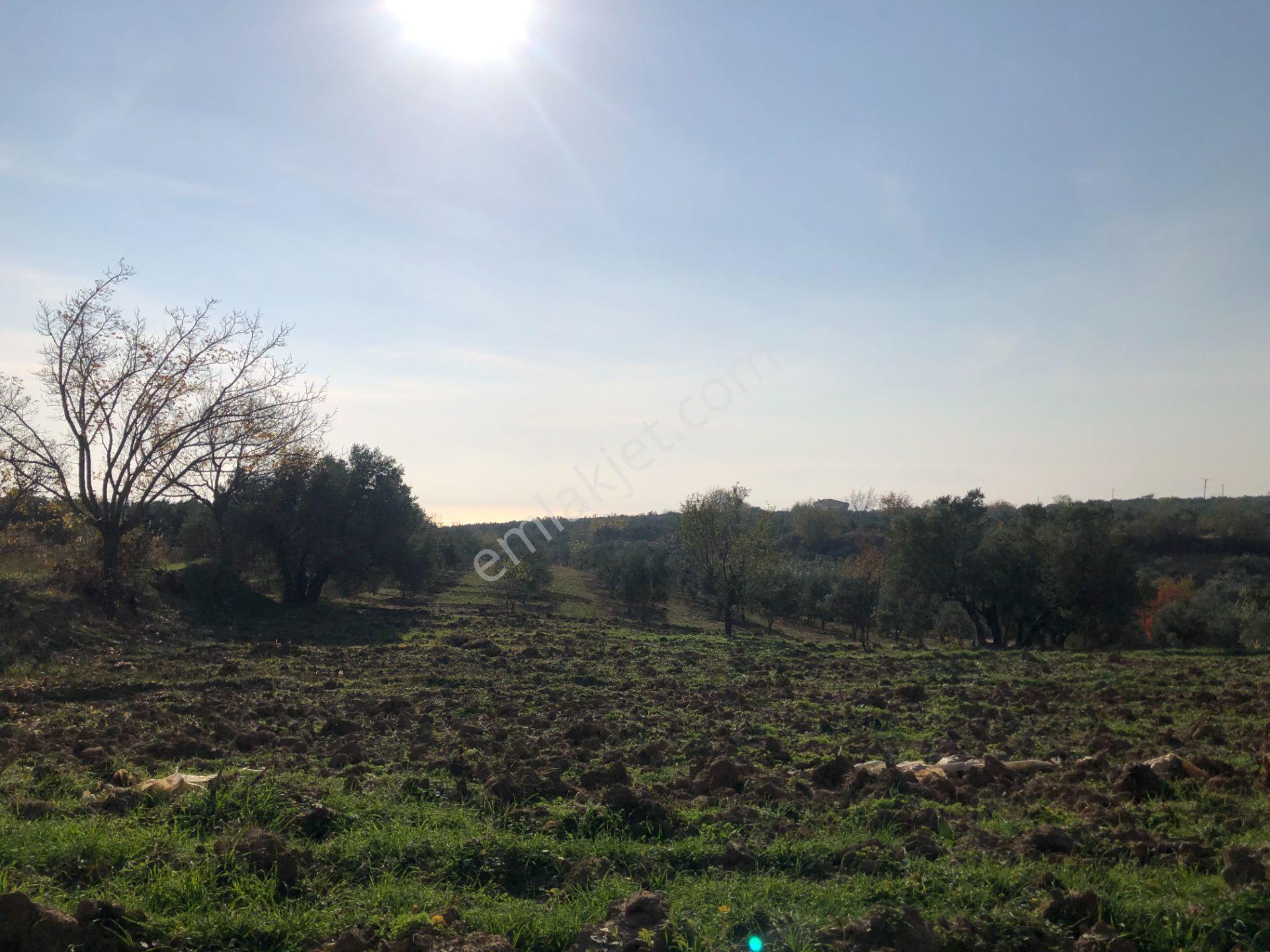 Şarköy De Işıık Emlaktan İğdebağları Mah De 2550 M2 Tarla - Görsel 5