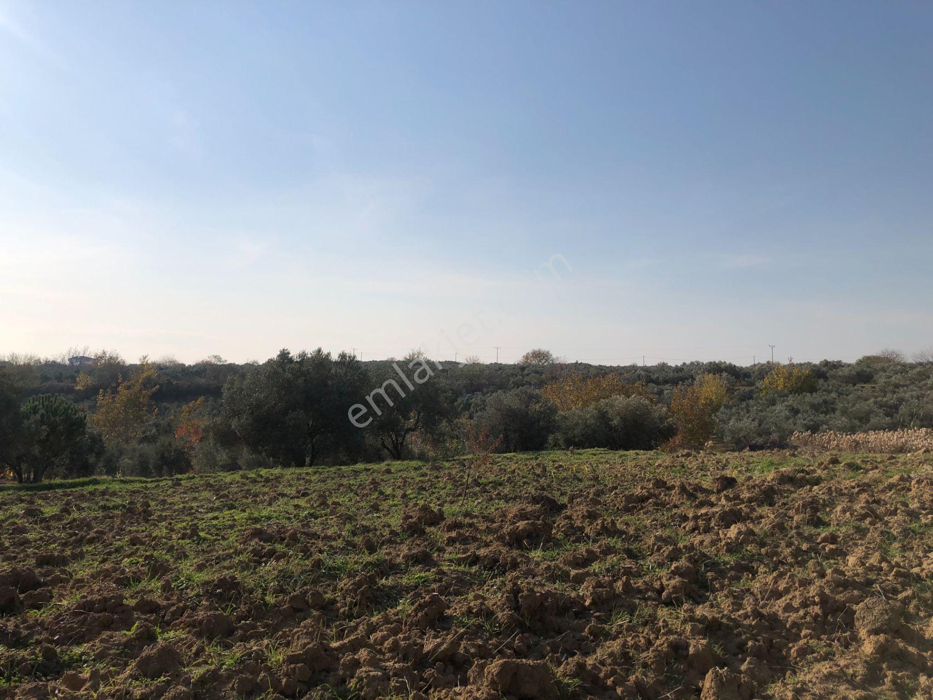 Şarköy De Işıık Emlaktan İğdebağları Mah De 2550 M2 Tarla - Görsel 14