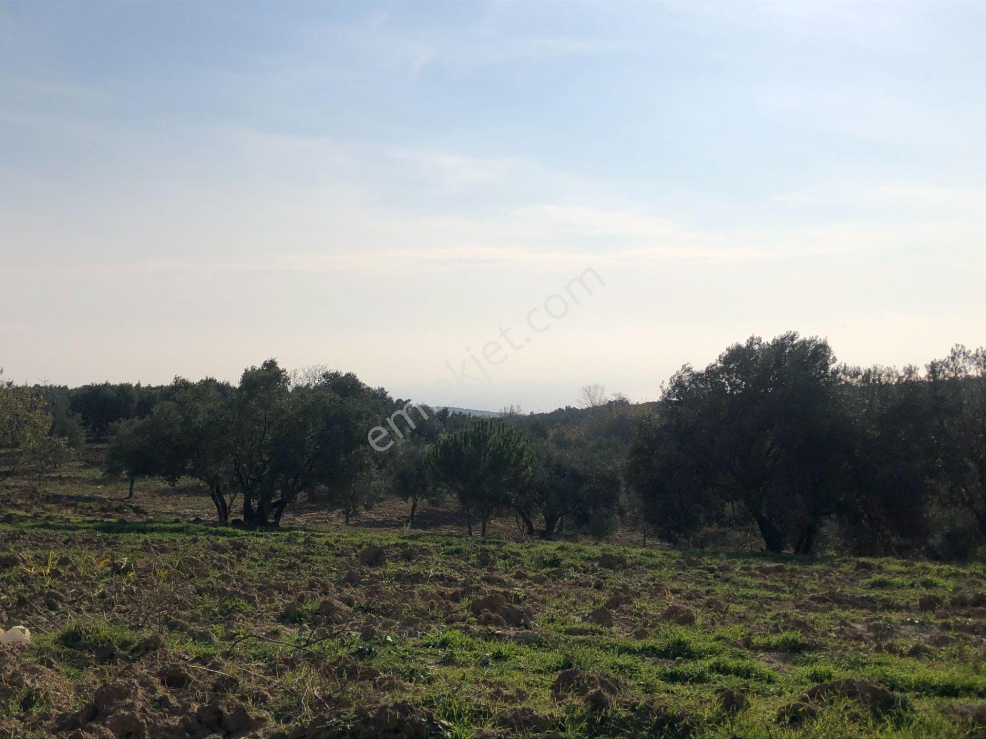 Şarköy De Işıık Emlaktan İğdebağları Mah De 2550 M2 Tarla - Görsel 16