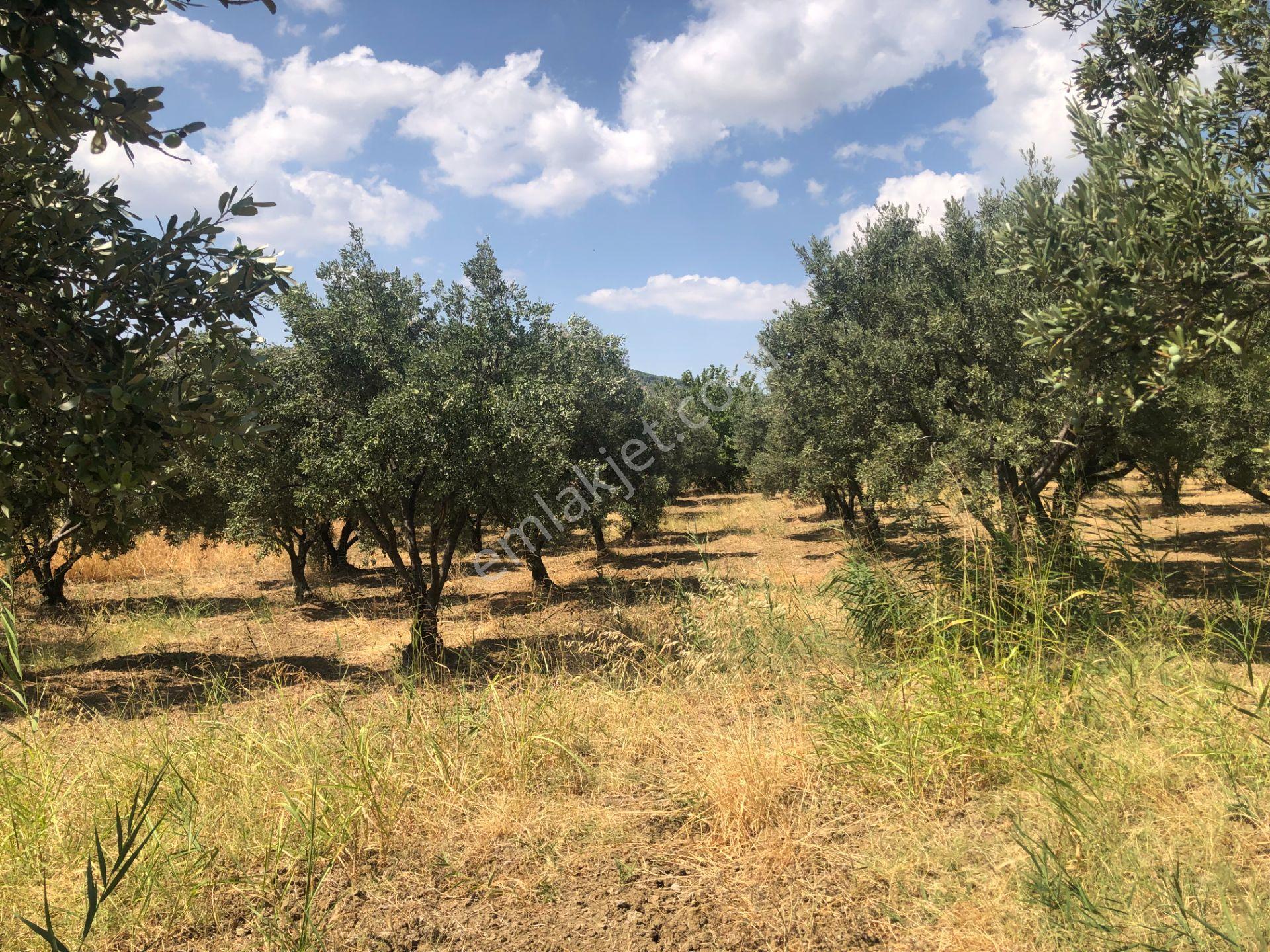 Şarköyde Işık Emlaktan İğdebağları Mah De 3800 M2 Zeytinlik - Görsel 8