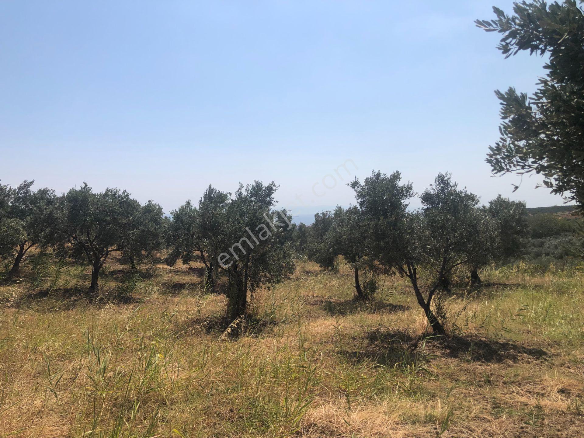 Şarköyde Işık Emlaktan İğdebağları Mah De 3800 M2 Zeytinlik - Görsel 7