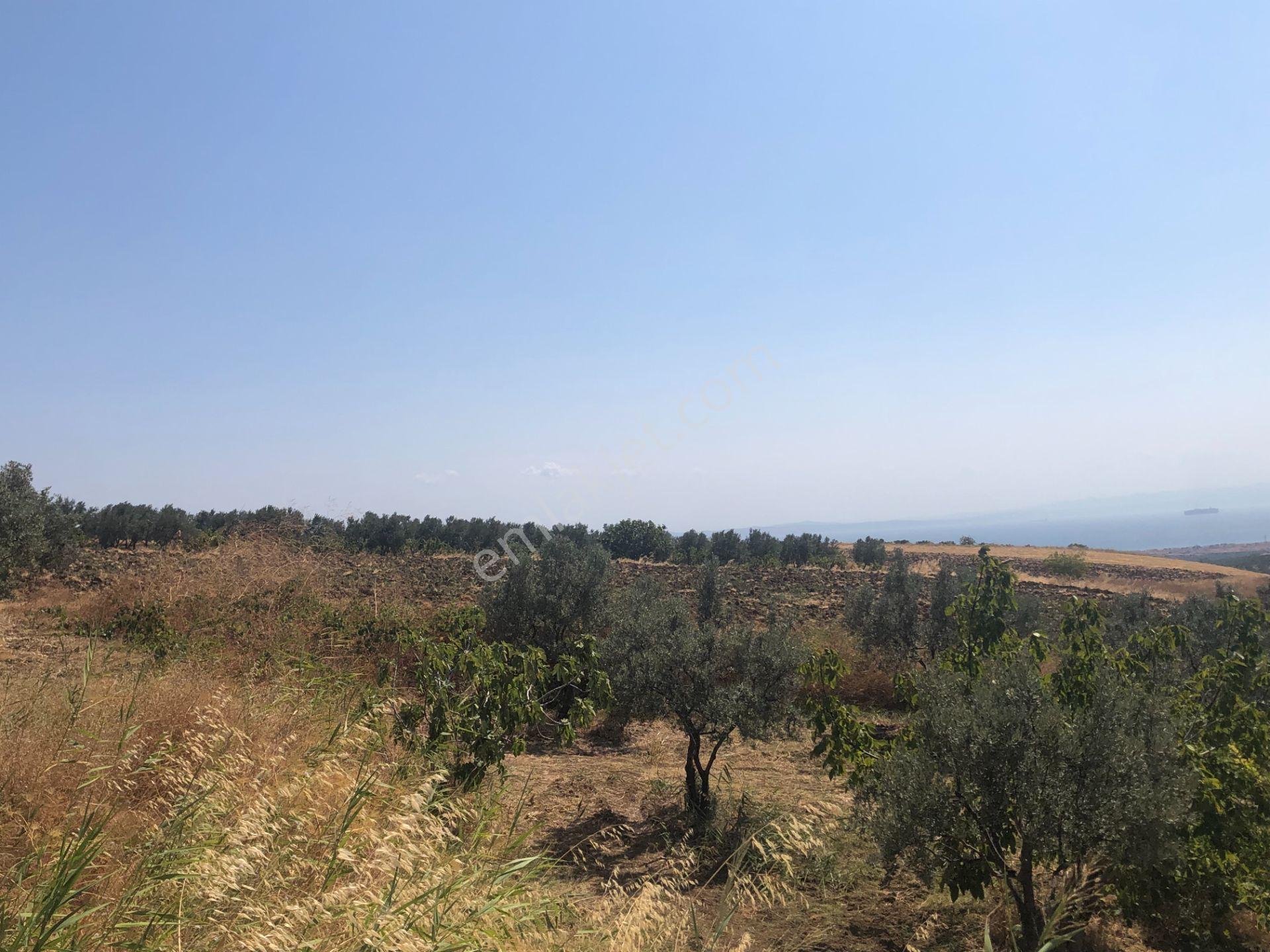 Şarköyde Işık Emlaktan İğdebağları Mah De 3800 M2 Zeytinlik - Görsel 3
