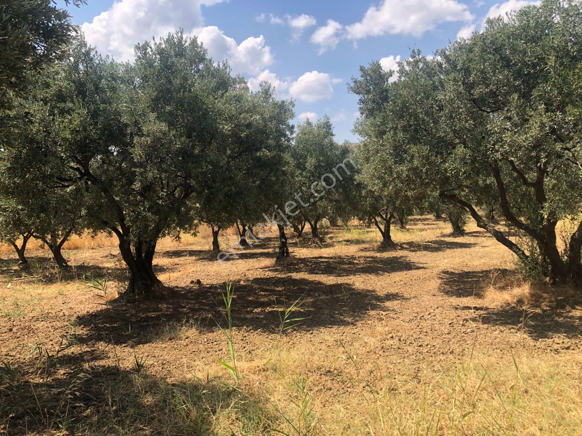 Şarköyde Işık Emlaktan İğdebağları Mah De 3800 M2 Zeytinlik - Görsel 12