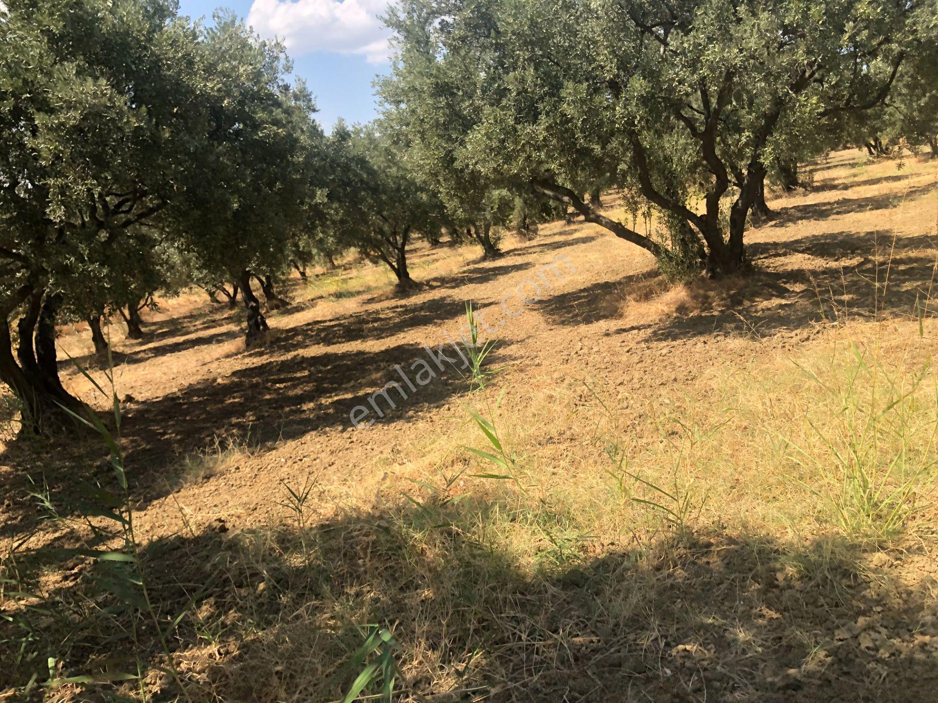 Şarköyde Işık Emlaktan İğdebağları Mah De 3800 M2 Zeytinlik - Görsel 10