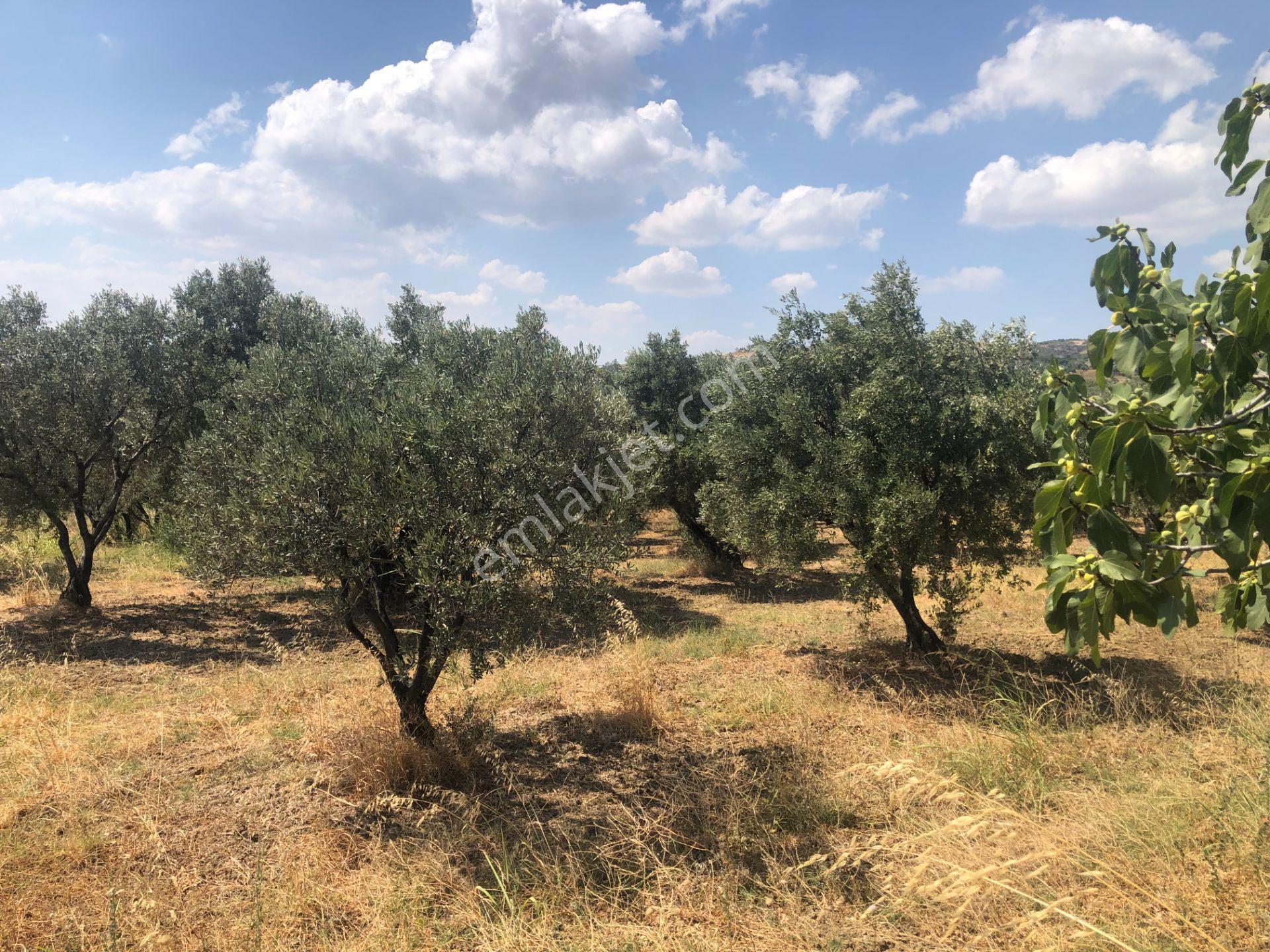 Şarköyde Işık Emlaktan İğdebağları Mah De 3800 M2 Zeytinlik - Görsel 17