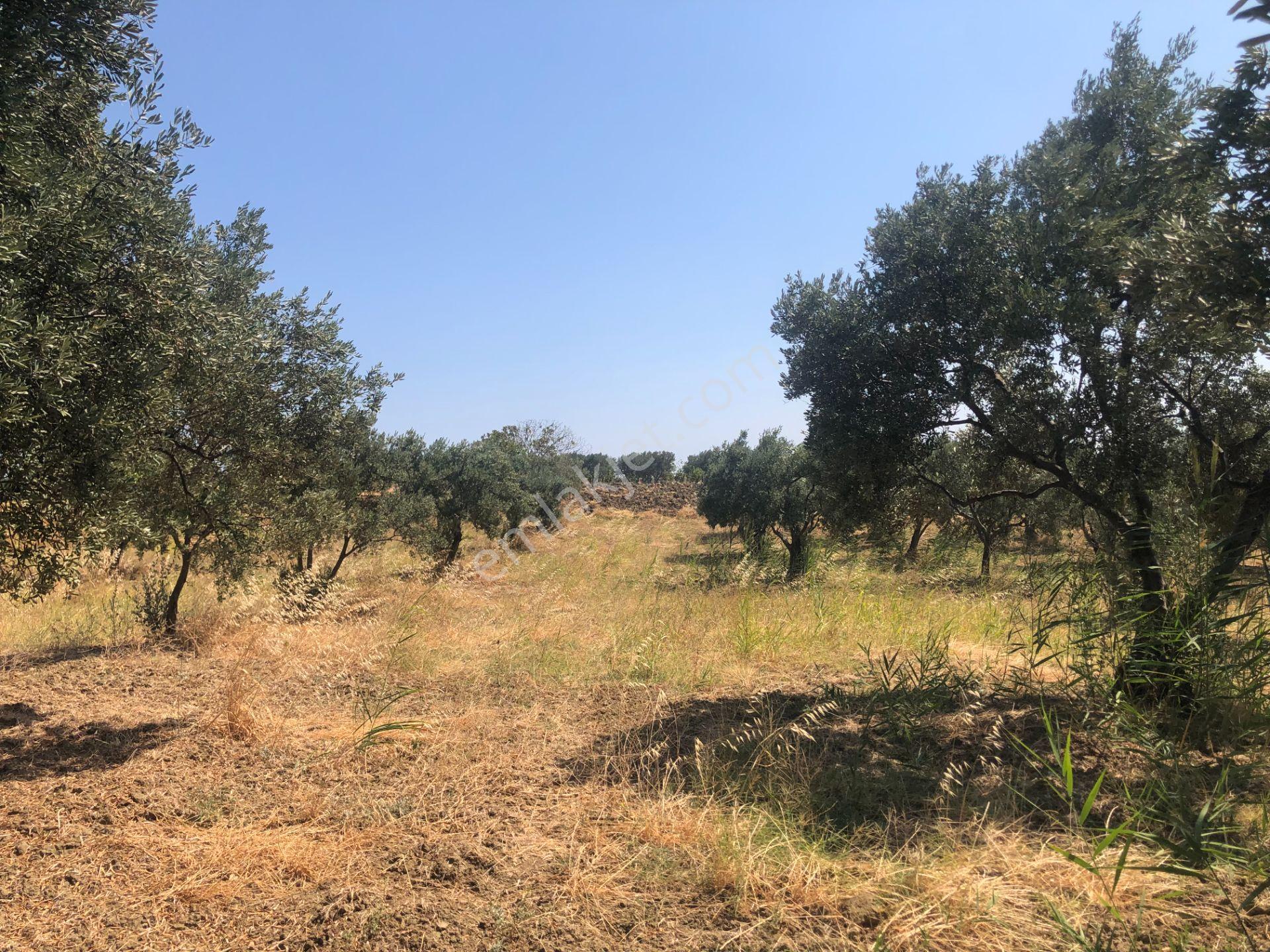 Şarköyde Işık Emlaktan İğdebağları Mah De 3800 M2 Zeytinlik - Görsel 11