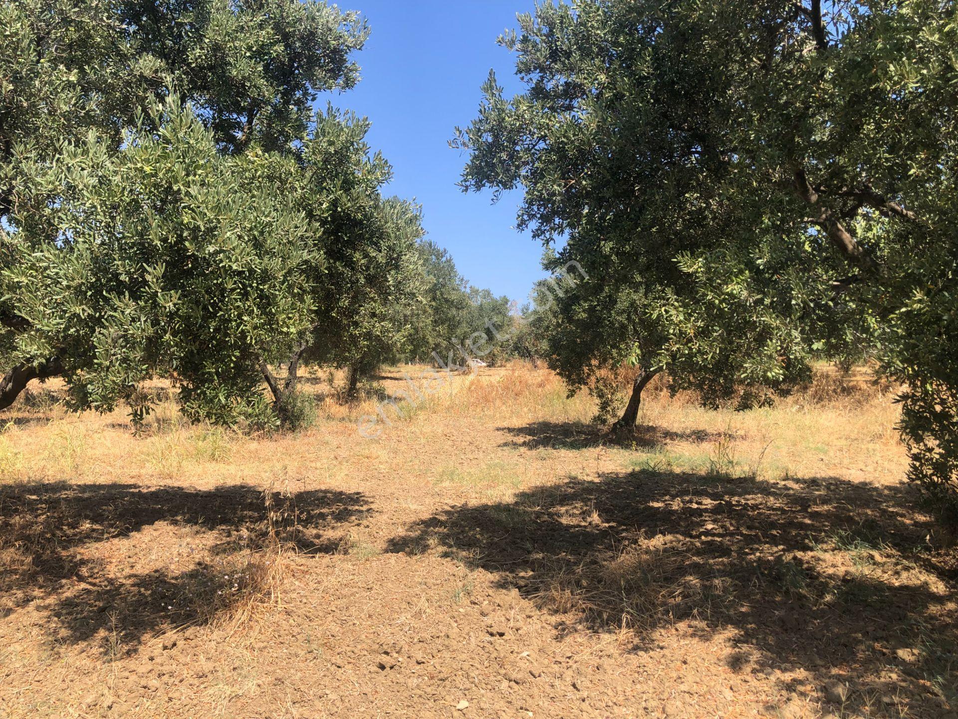 Şarköyde Işık Emlaktan İğdebağları Mah De 3800 M2 Zeytinlik - Görsel 9