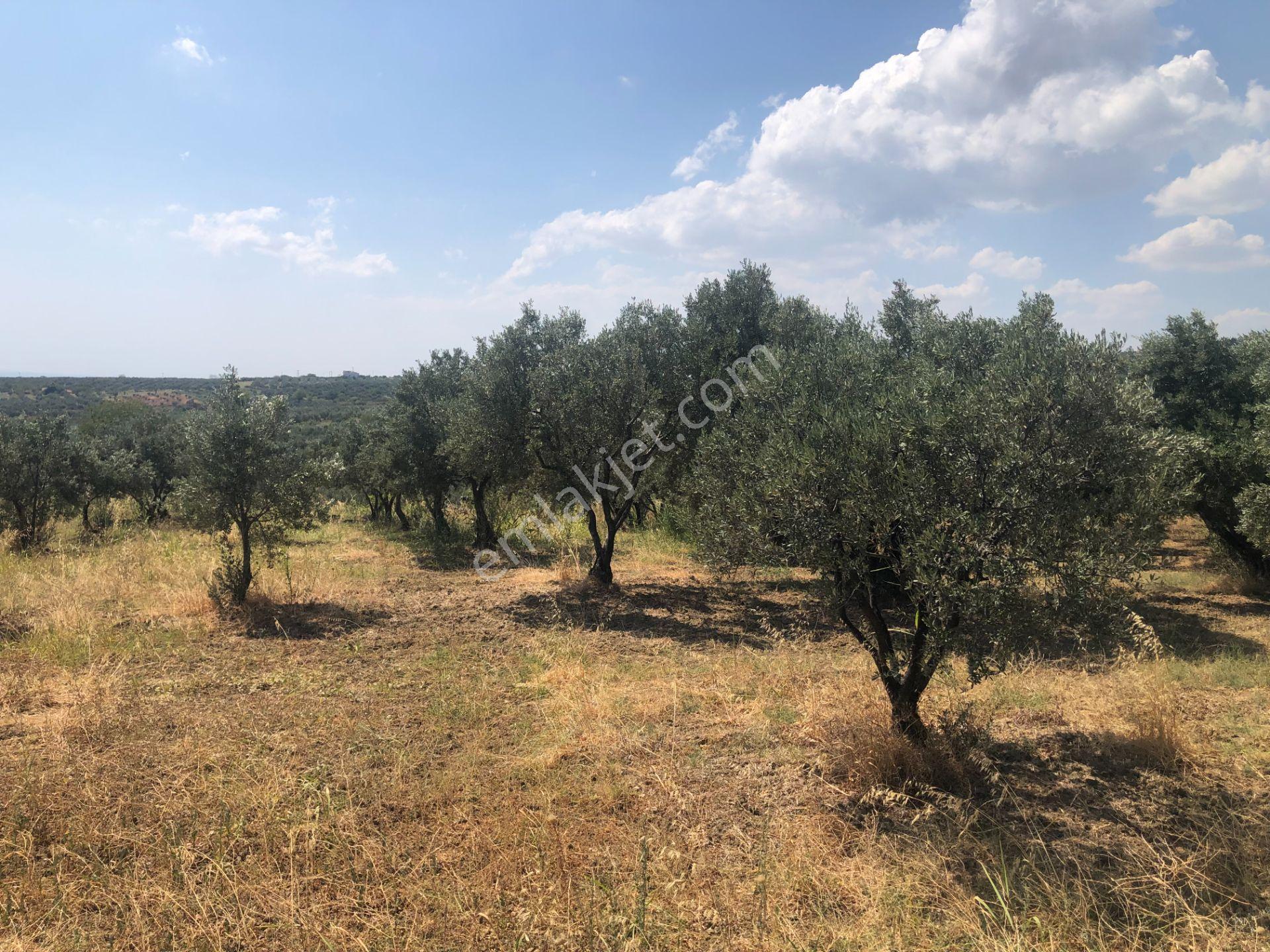 Şarköyde Işık Emlaktan İğdebağları Mah De 3800 M2 Zeytinlik - Görsel 16