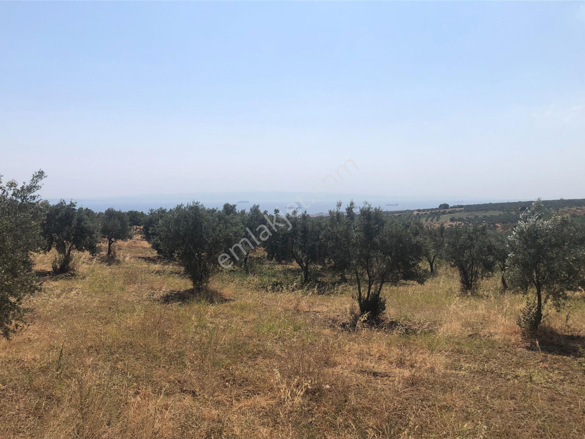 Şarköyde Işık Emlaktan İğdebağları Mah De 3800 M2 Zeytinlik - Görsel 6