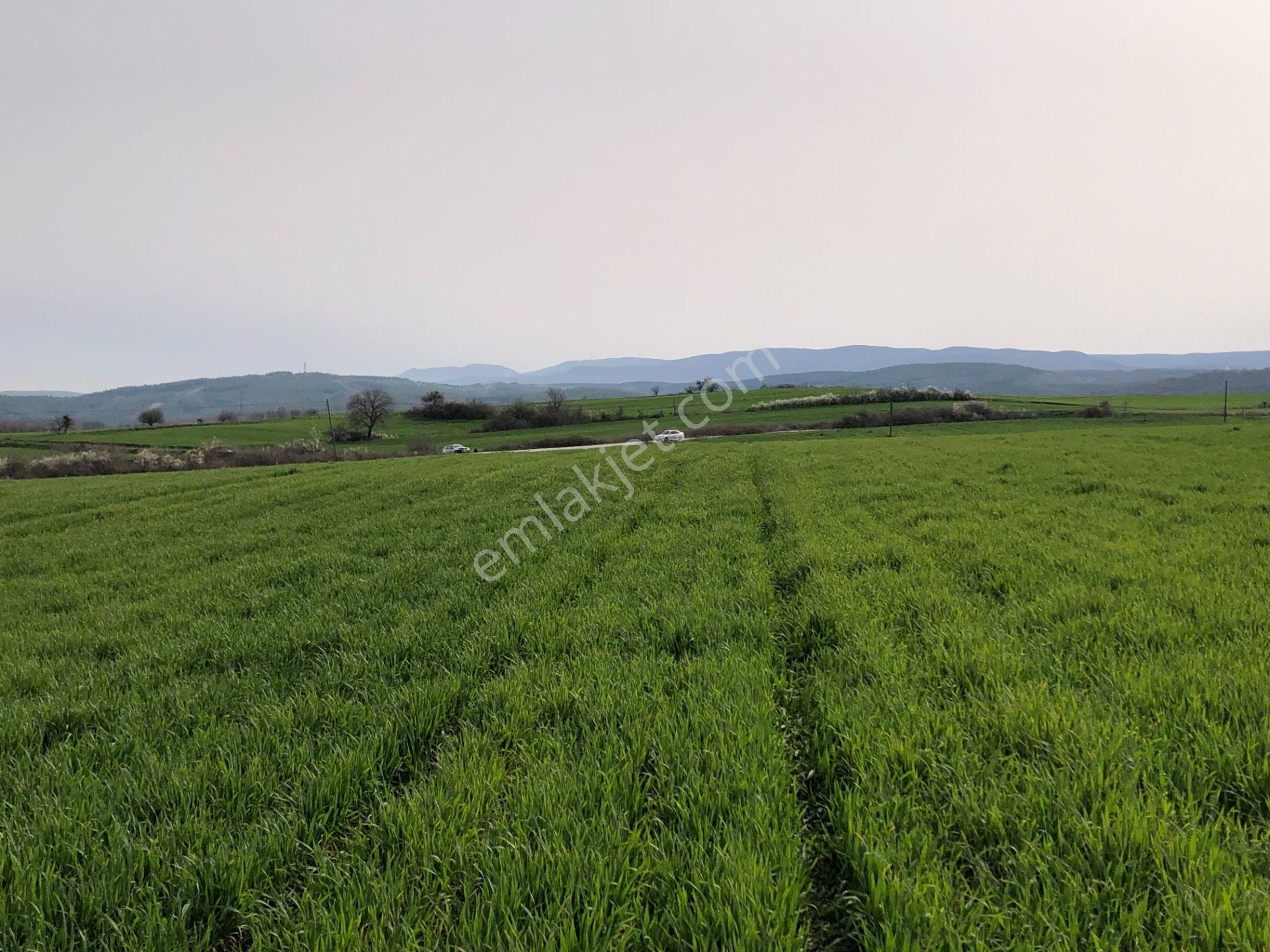 Şarköy İshaklı Satılık Tarla Şarköy De Işıık Emlaktan İsaklı Mah De 97.000 M2 Tarla