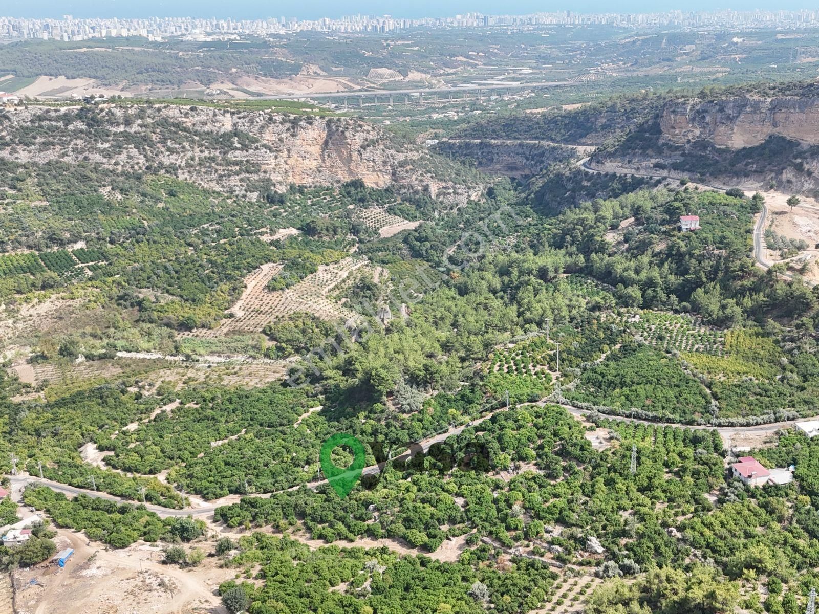 Yaşa Gyd Yenişehir Karahacılı 2419m2 Dönüm Satılık Limon Bahçesi - Görsel 2