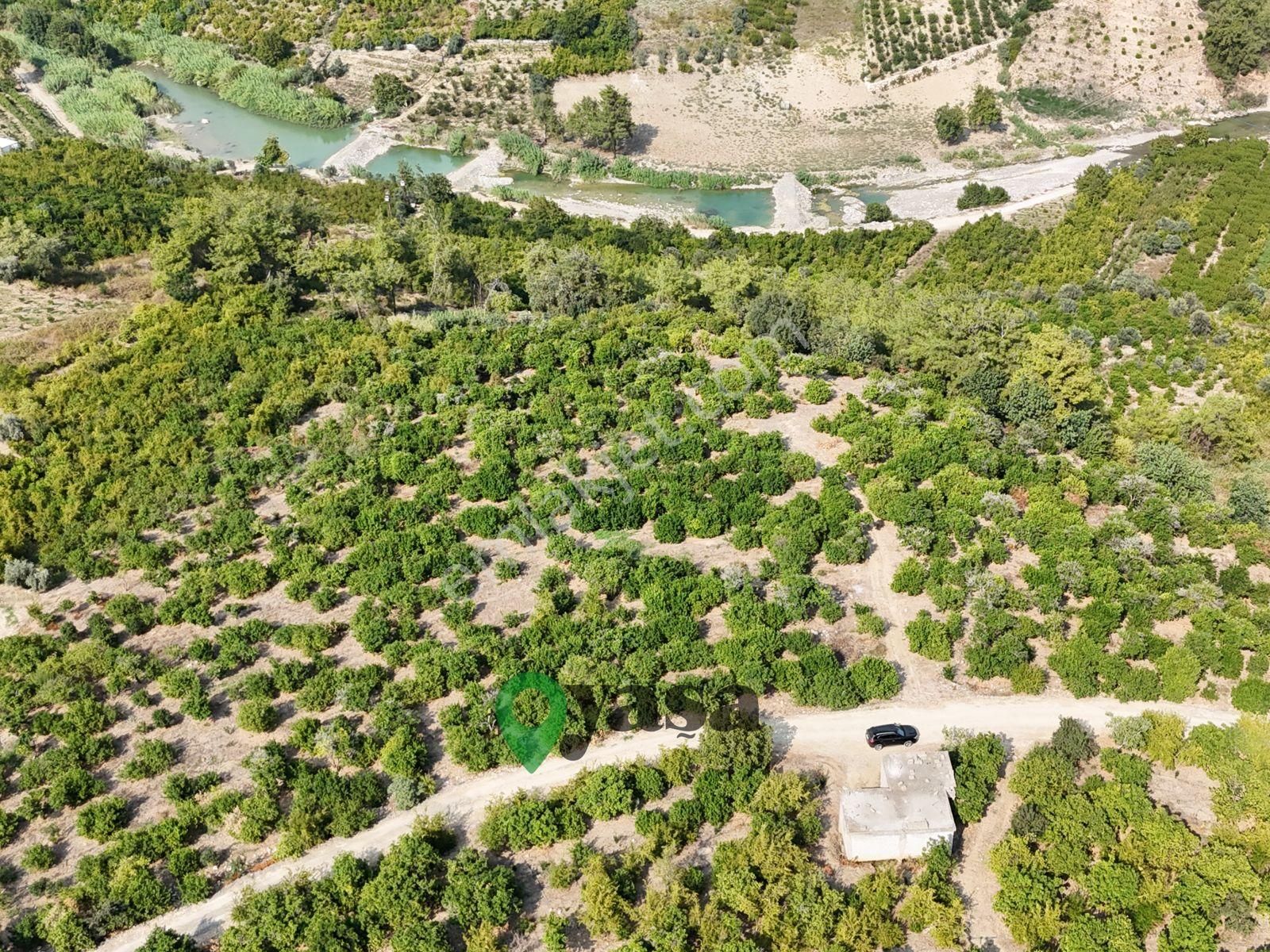 Yaşa Gyd - Yenişehir Karahacılı 18 Dönüm Satılık Limon Bahçesi - Görsel 4