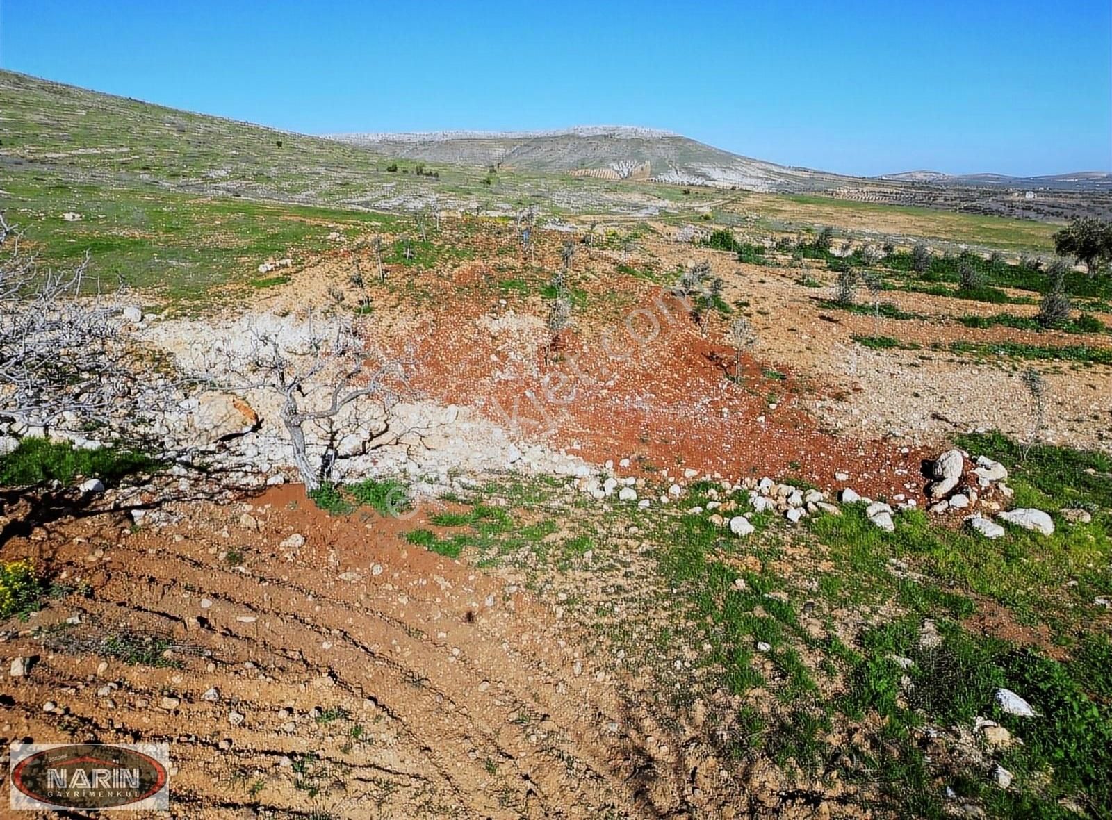 Oğuzeli Yeşildere Satılık Zeytinlik Oğuzeli GÜRSU Mahallesinde Yüksek Konumlu Manzaralı Zeytinlik