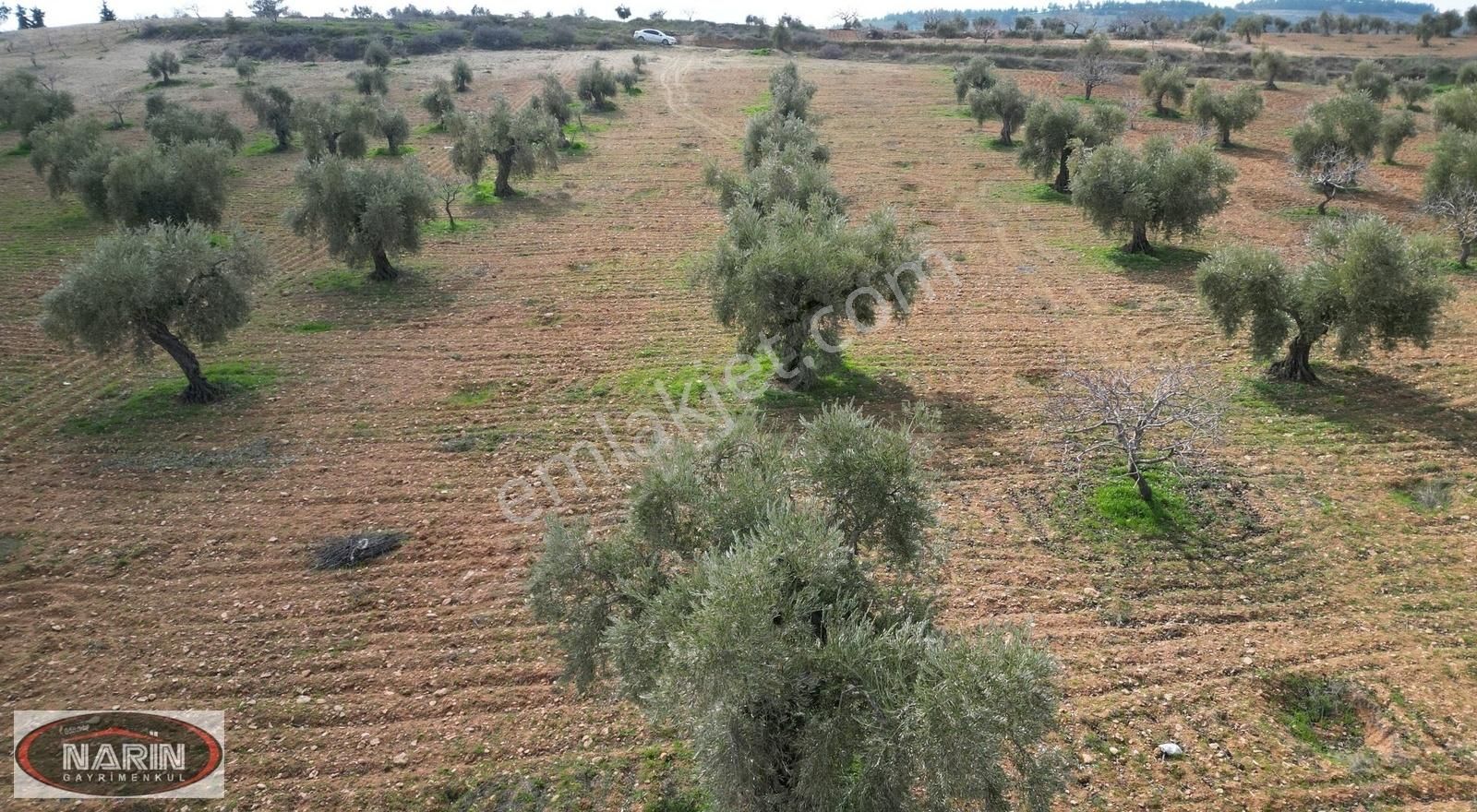 Nizip Sekili Satılık Bağ & Bahçe Nizip SEKİLİ Köyünde Resmi yollu fıstık ve zeytin bahçesi