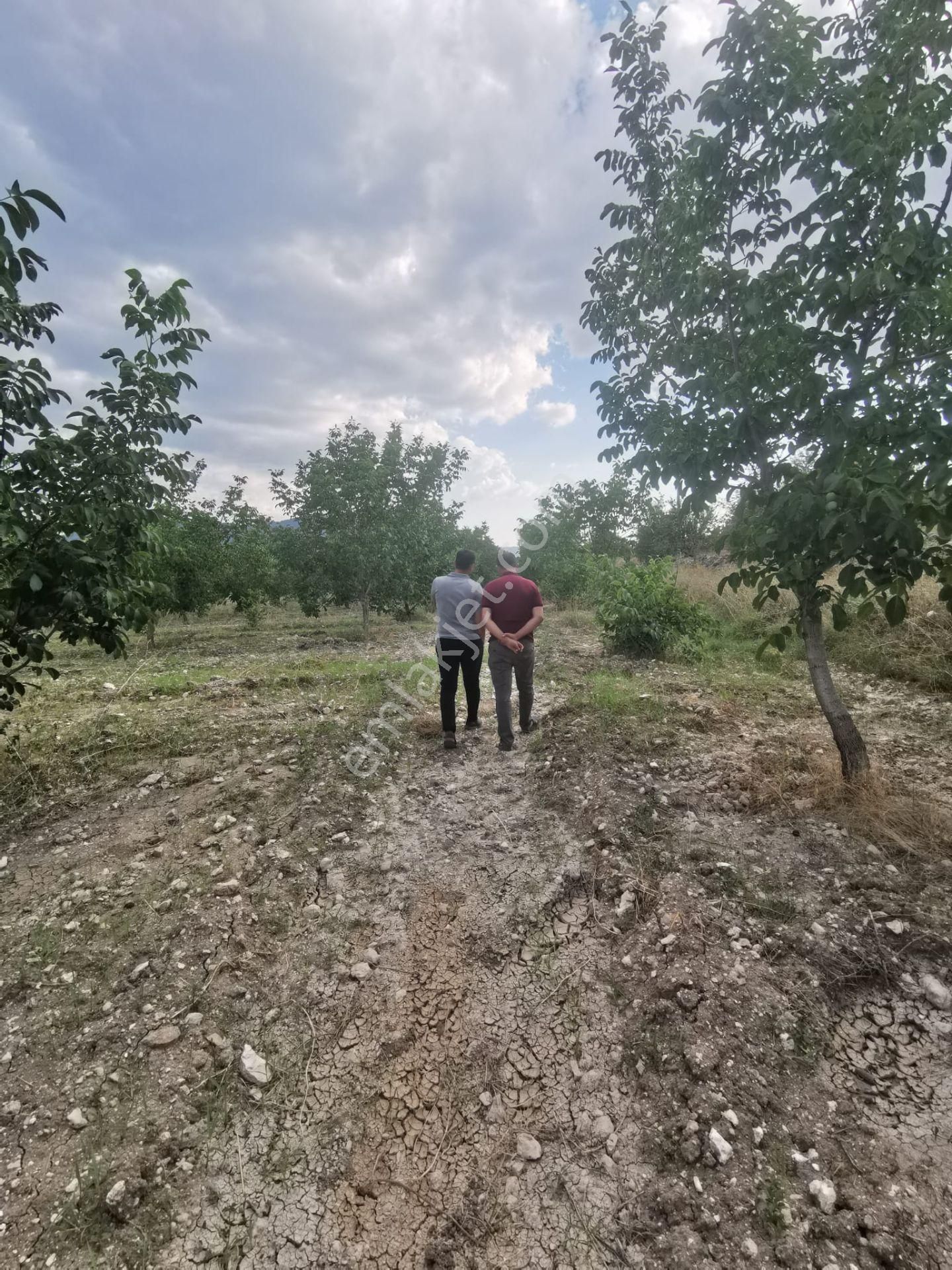 Çameli Yunuspınarı Satılık Tarla  Çameli merkezde 7.300m2 Müstakil Ceviz Bahçesi Satılık