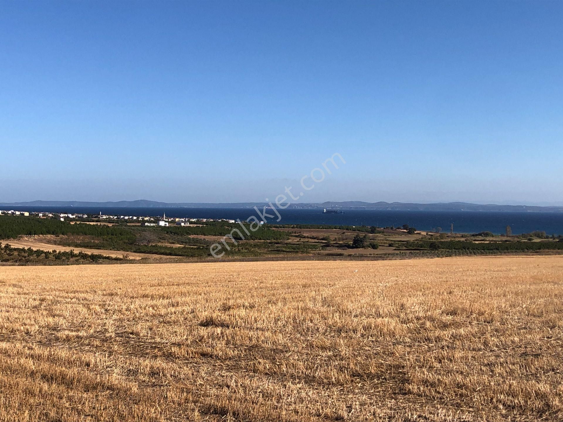 Şarköy De Işık Emlaktan Kızılcaterzi Mah De 30.000 M2 Tarla - Görsel 2