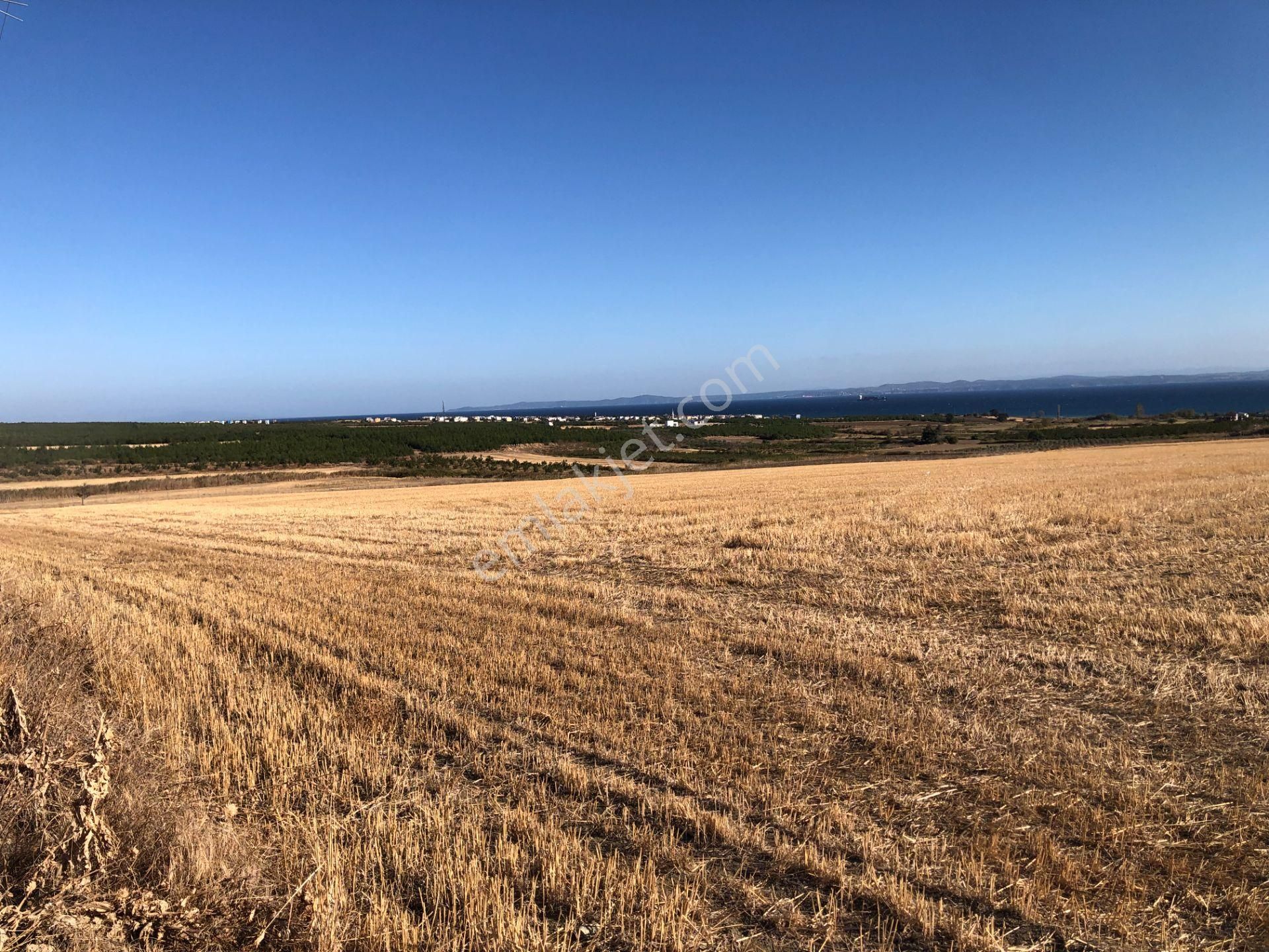 Şarköy De Işık Emlaktan Kızılcaterzi Mah De 30.000 M2 Tarla - Görsel 8