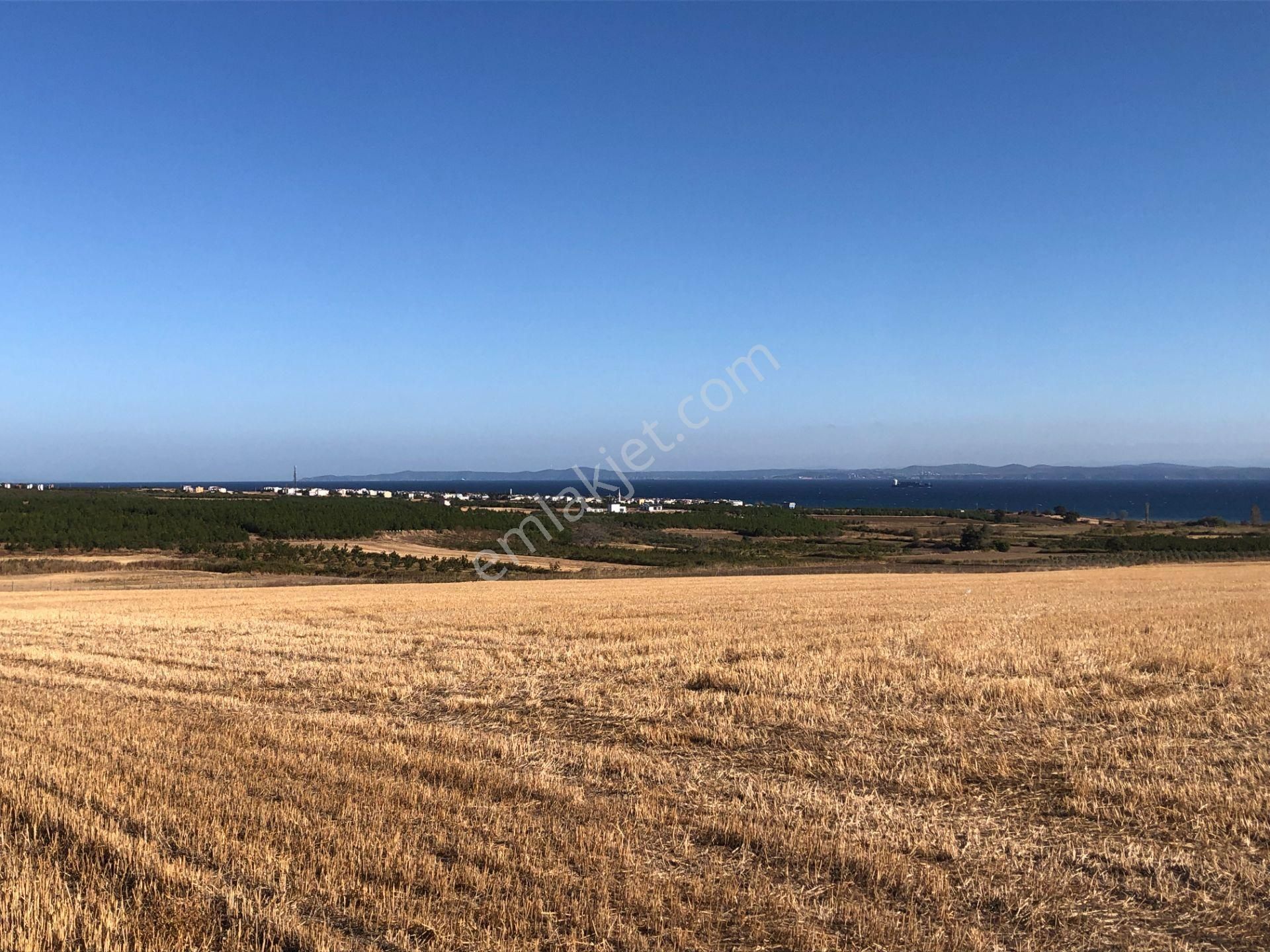 Şarköy De Işık Emlaktan Kızılcaterzi Mah De 30.000 M2 Tarla - Görsel 3