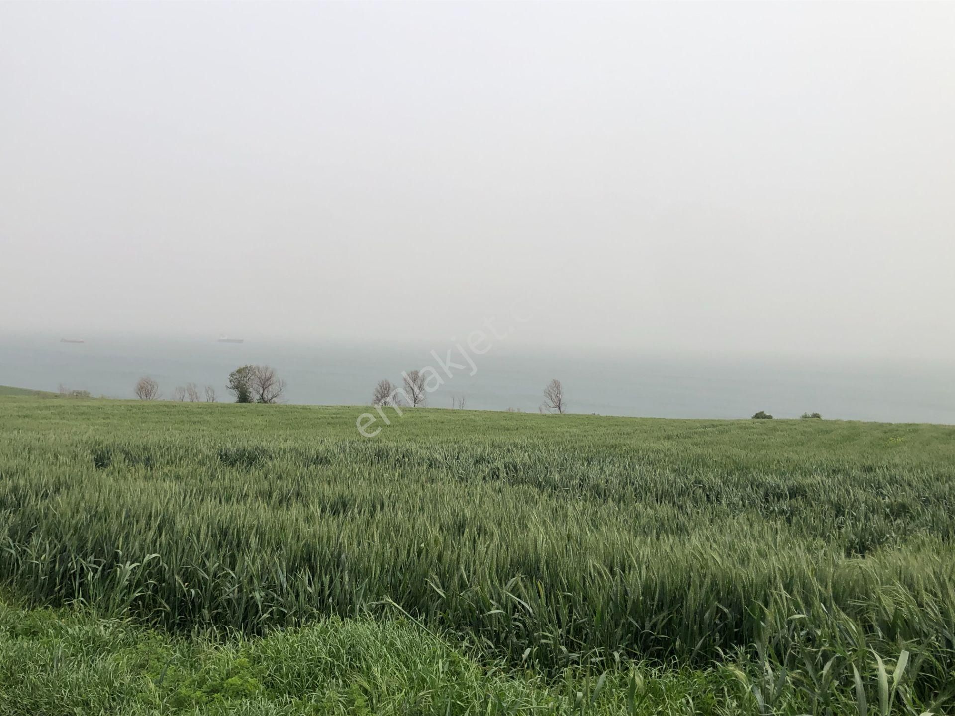 Şarköy Kızılcaterzi Satılık Tarla Şarköy De Işık Emlaktan Kızılcaterzi Mah De 12800 M2 Tarla