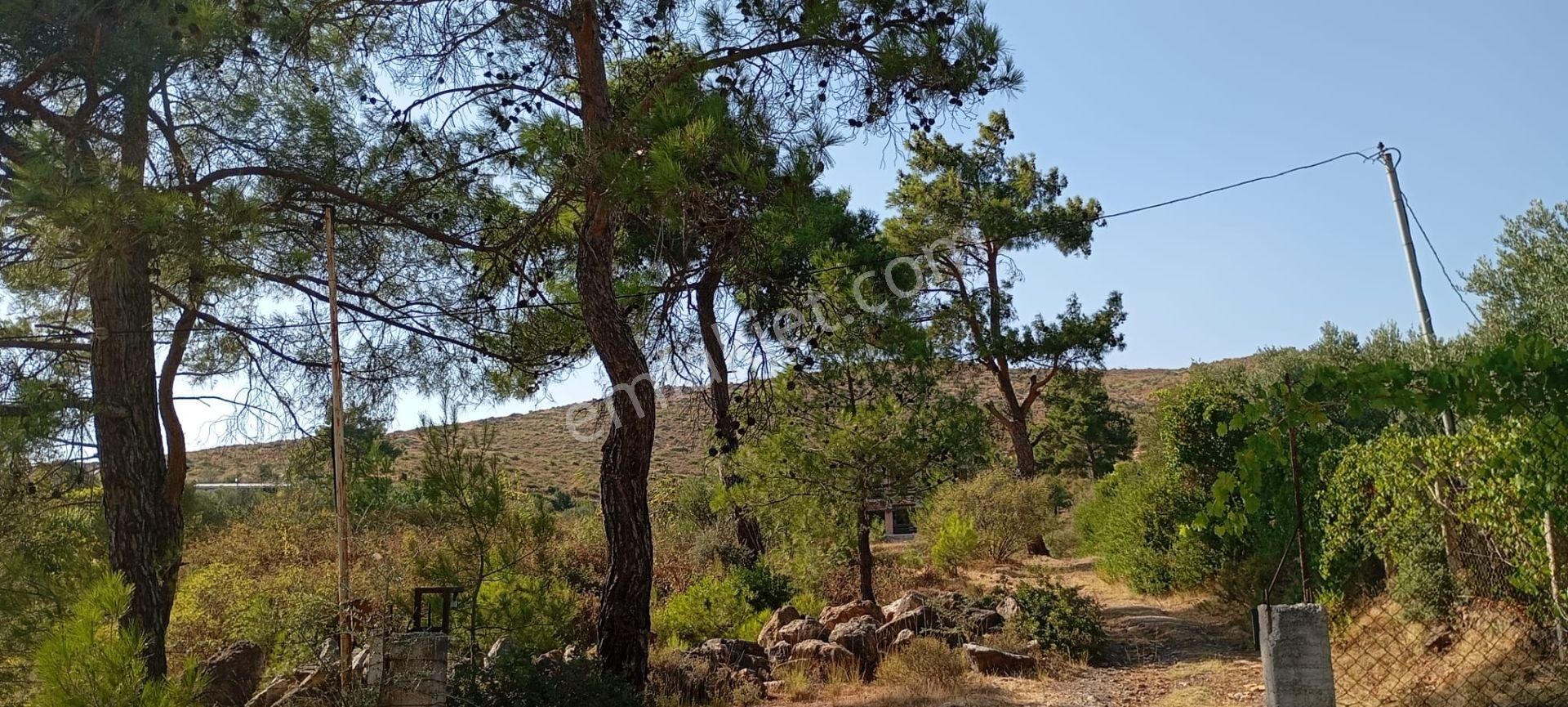 Yeniköyde İçinde Malikane Gibi Ev Bulunan Tarla - Görsel 11