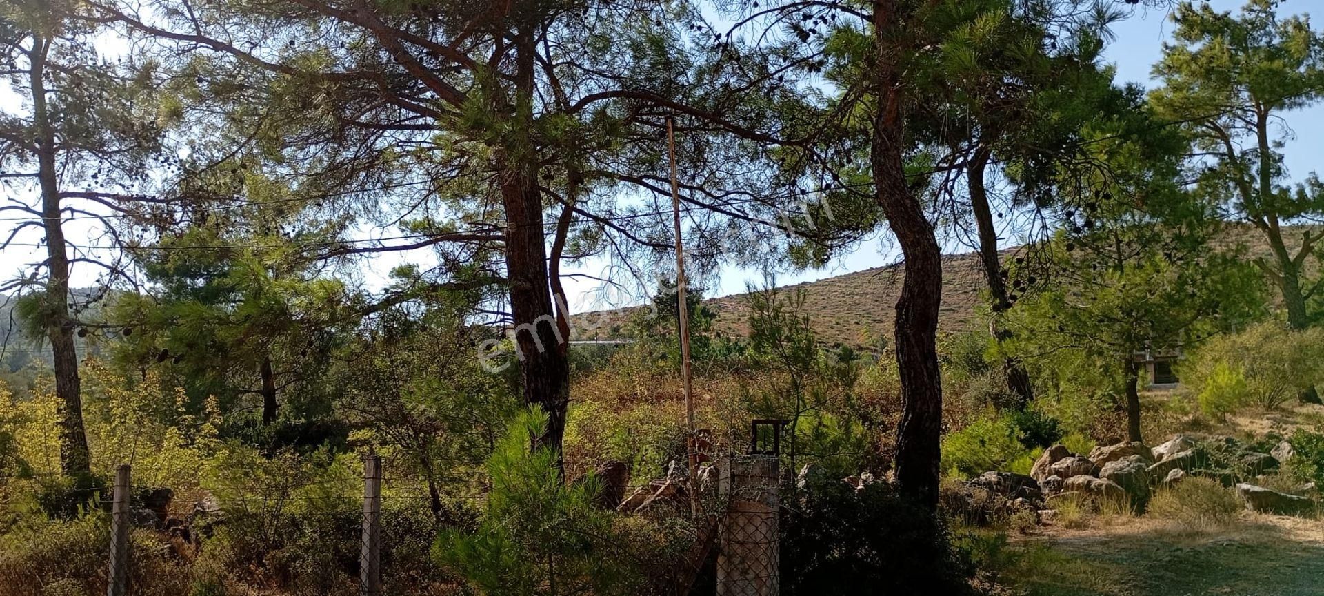 Yeniköyde İçinde Malikane Gibi Ev Bulunan Tarla - Görsel 12