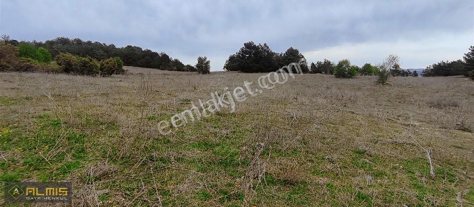 Gölpazarı Dokuz Köyü Satılık Tarla Fırsat Tarla Orman Yolu Var Zemini Düz