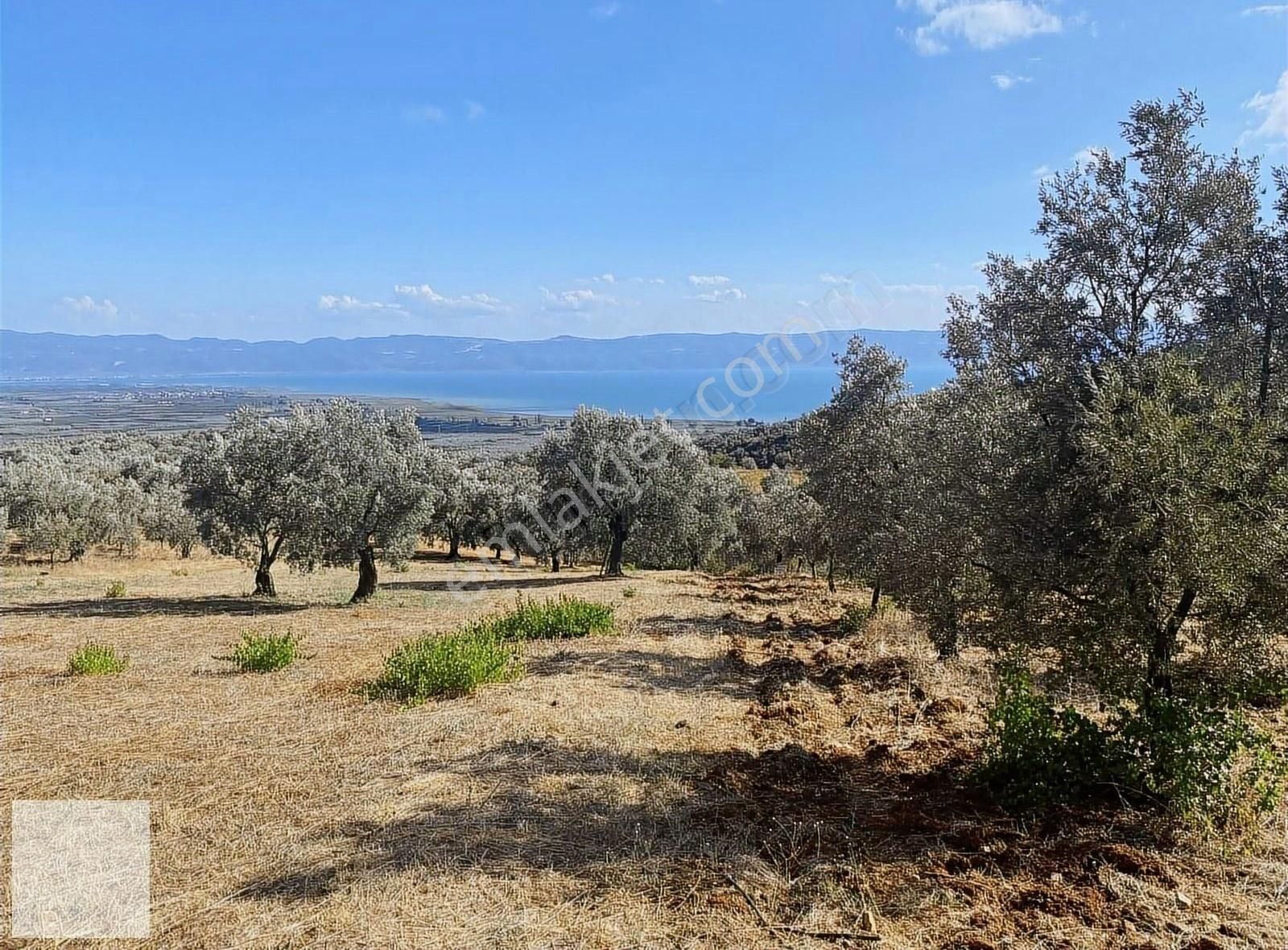 İznik Yürükler Satılık Tarla Tamamı Göl Manzaralı Geliri Yüksek Mükemmel Zeytin Bahçesi