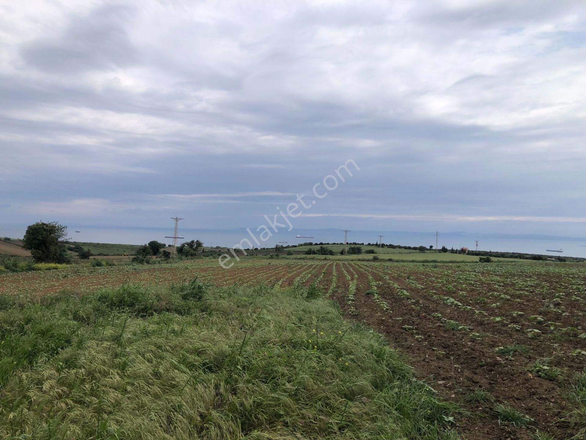 Şarköy Kocaali Satılık Tarla Şarköy De Işık Emlaktan Kocaali Mah De 1450 M2 Tarla