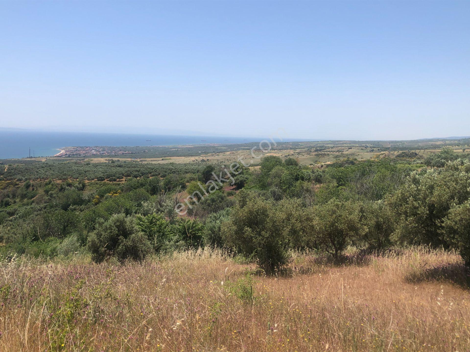 Şarköyde Işık Emlaktan Yukarıkalamış Mah De4888 M2 Zeytinlik - Görsel 4