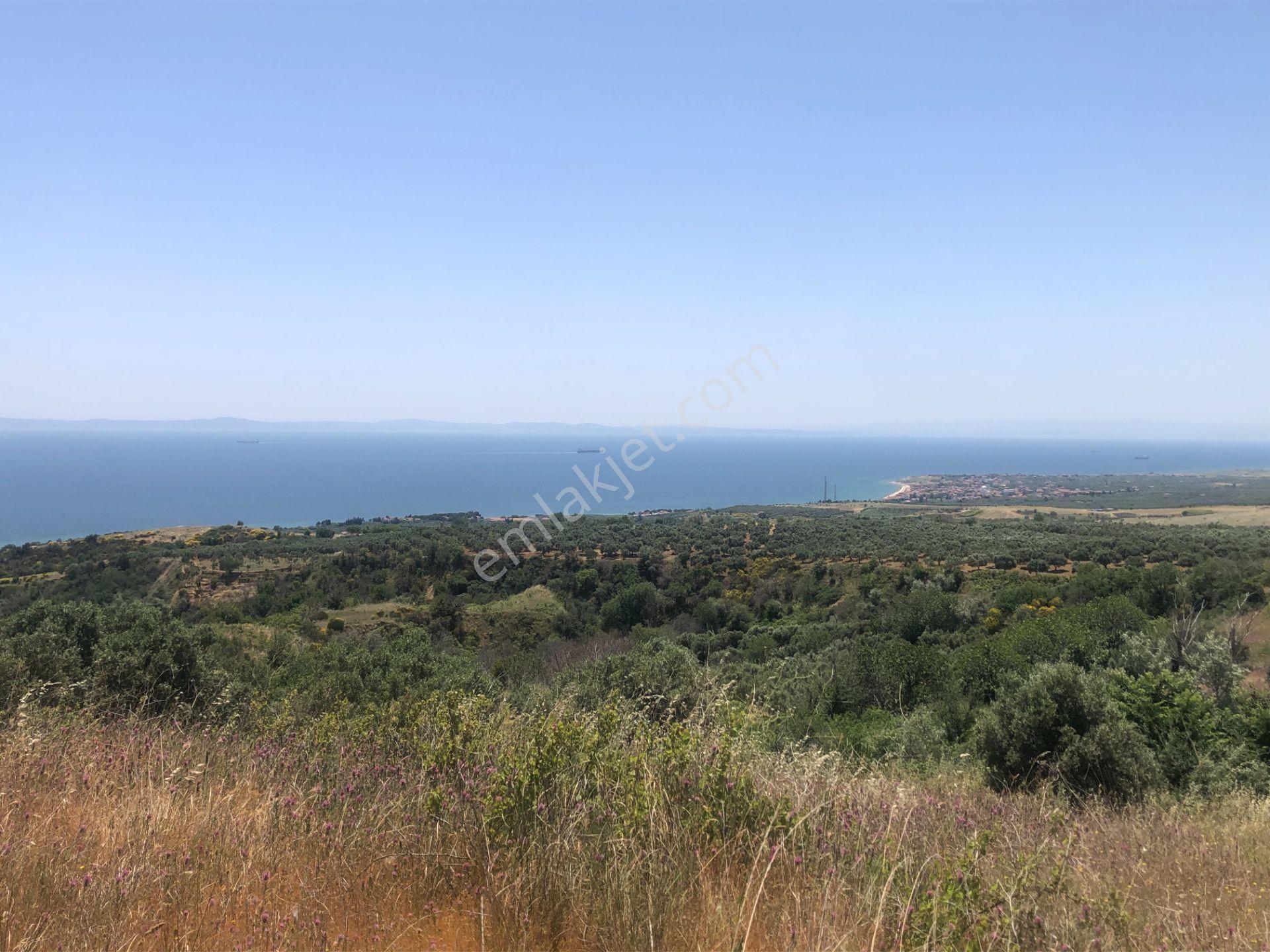 Şarköyde Işık Emlaktan Yukarıkalamış Mah De4888 M2 Zeytinlik - Görsel 13