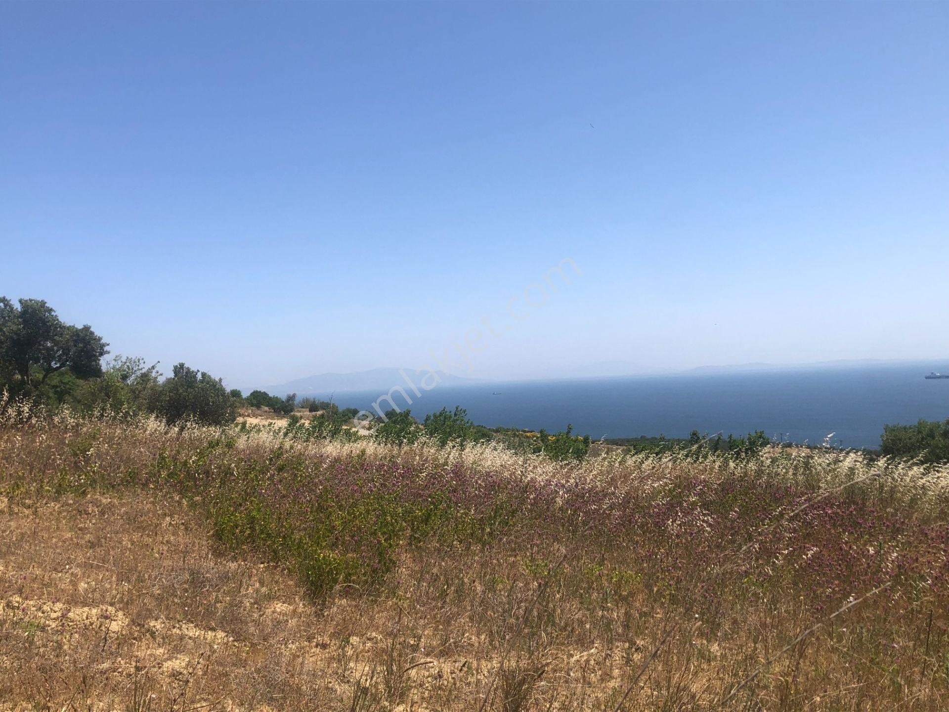 Şarköyde Işık Emlaktan Yukarıkalamış Mah De4888 M2 Zeytinlik - Görsel 6