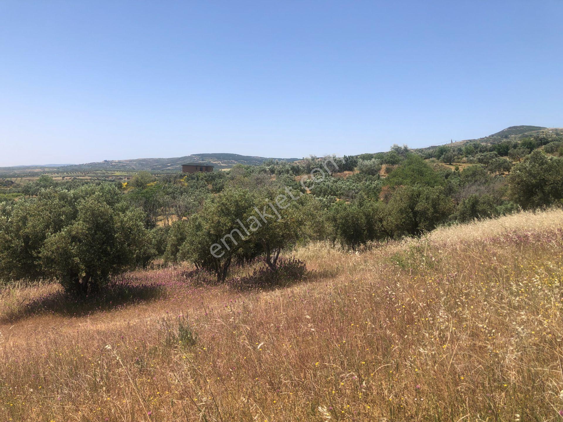 Şarköyde Işık Emlaktan Yukarıkalamış Mah De4888 M2 Zeytinlik - Görsel 9