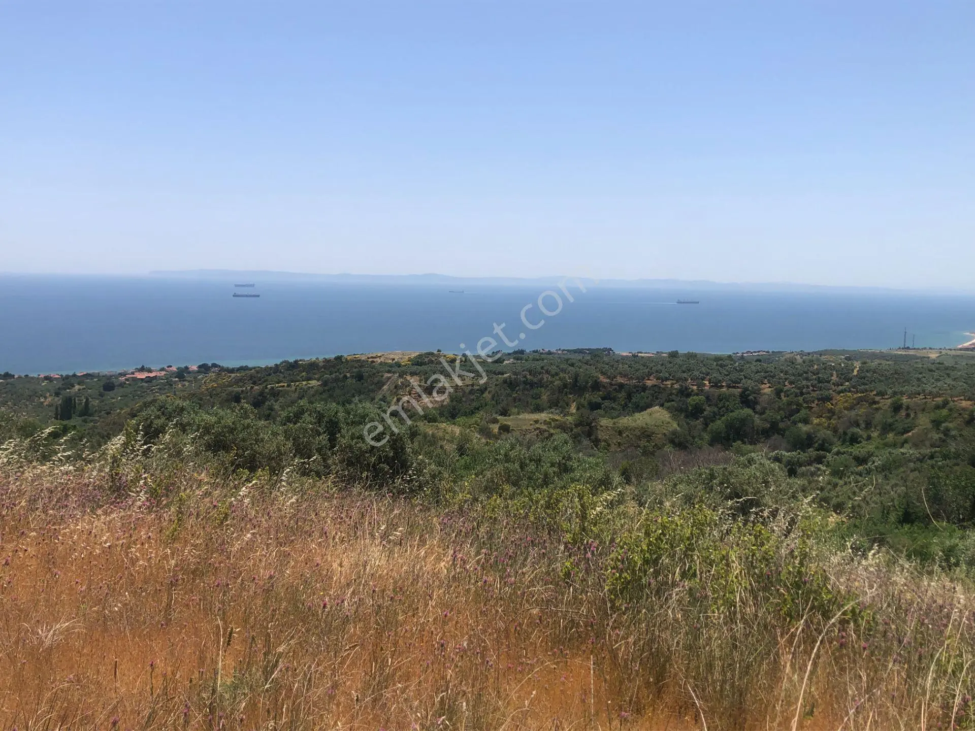 Şarköyde Işık Emlaktan Yukarıkalamış Mah De4888 M2 Zeytinlik - Görsel 2