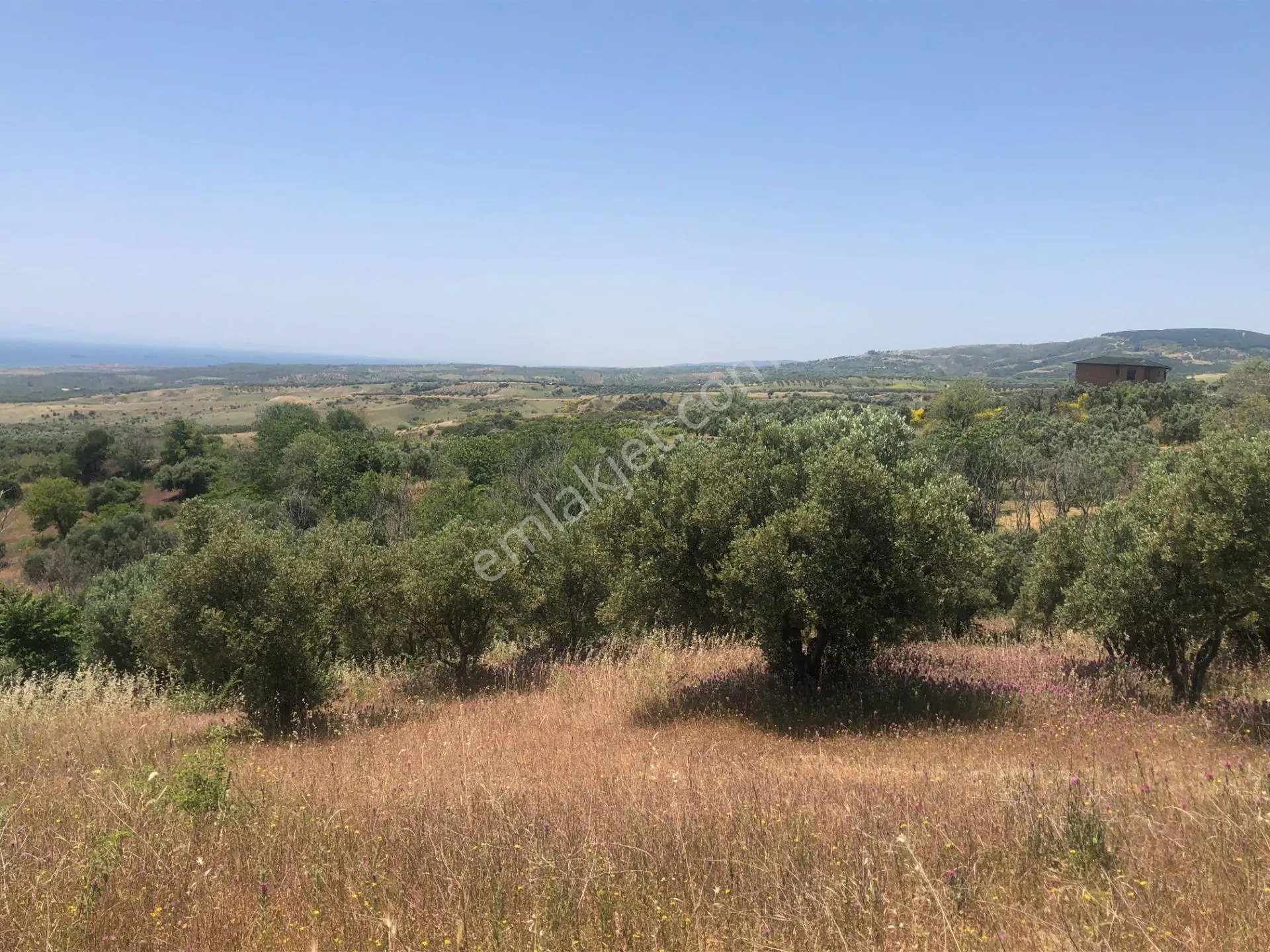 Şarköyde Işık Emlaktan Yukarıkalamış Mah De4888 M2 Zeytinlik - Görsel 5