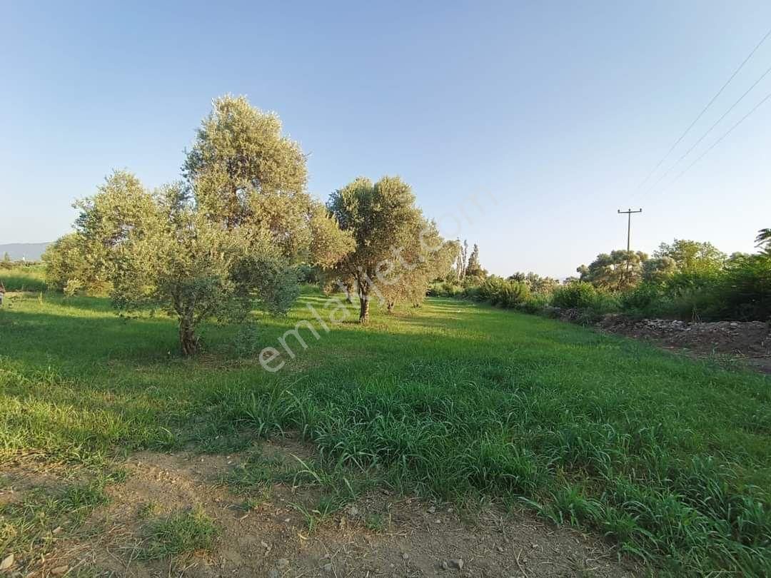 Atabey Emlaktan Satılık Zeytin Lik - Görsel 7
