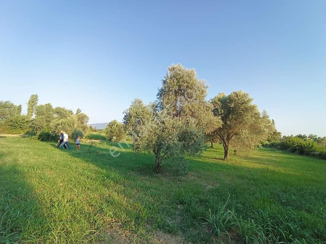 Atabey Emlaktan Satılık Zeytin Lik - Görsel 2